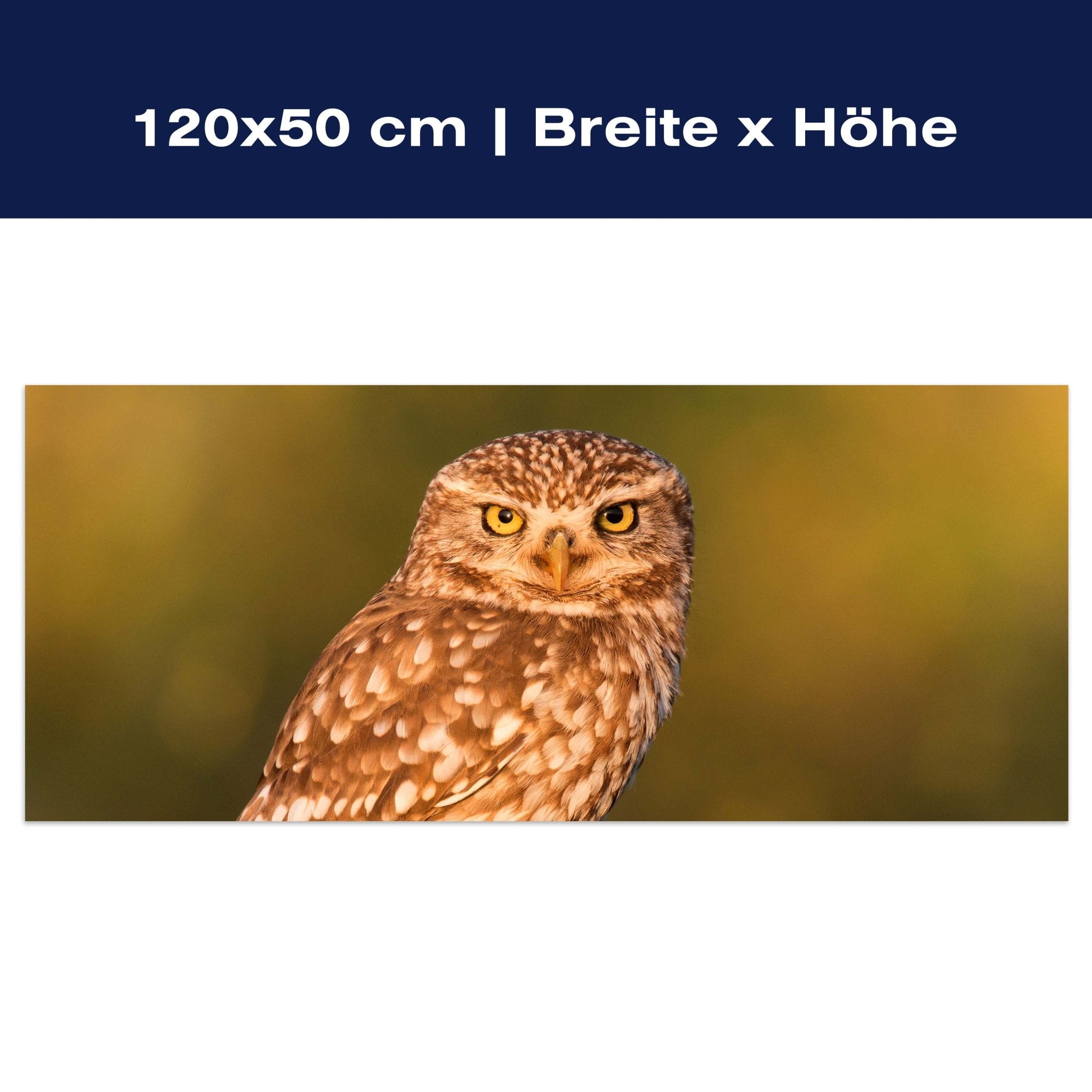 Leinwandbild Kleine Eule auf einem Baumstamm M1026 Leinwandbild Kleine Eule auf einem Baumstamm M1026