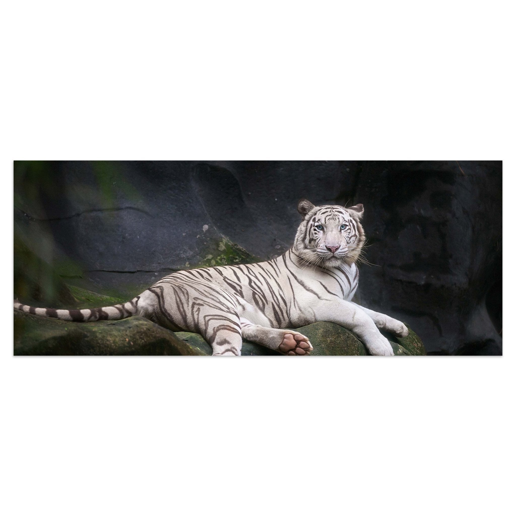Leinwandbild Weißer Tiger sitzt in der Höhle M1027 kaufen - Bild 1 Leinwandbild Weißer Tiger sitzt in der Höhle M1027 kaufen - Bild 1