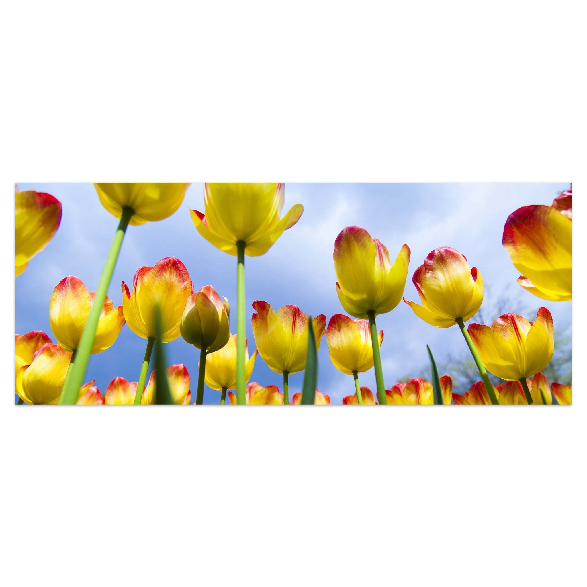 Leinwandbild Tulpen M1029 kaufen - Bild 1 Leinwandbild Tulpen M1029 kaufen - Bild 1