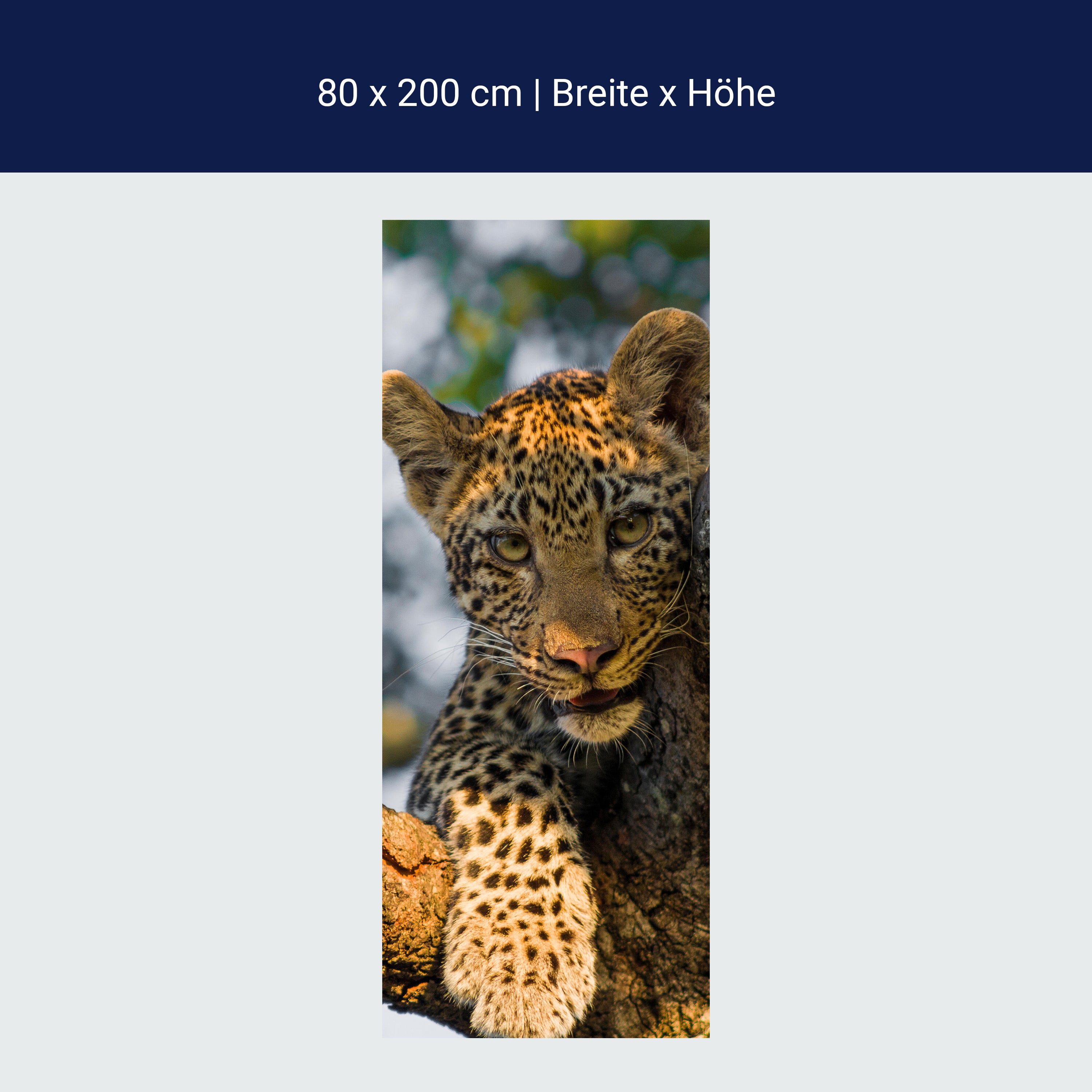 Türtapete Leopard in Südafrika M1032 Türtapete Leopard in Südafrika M1032