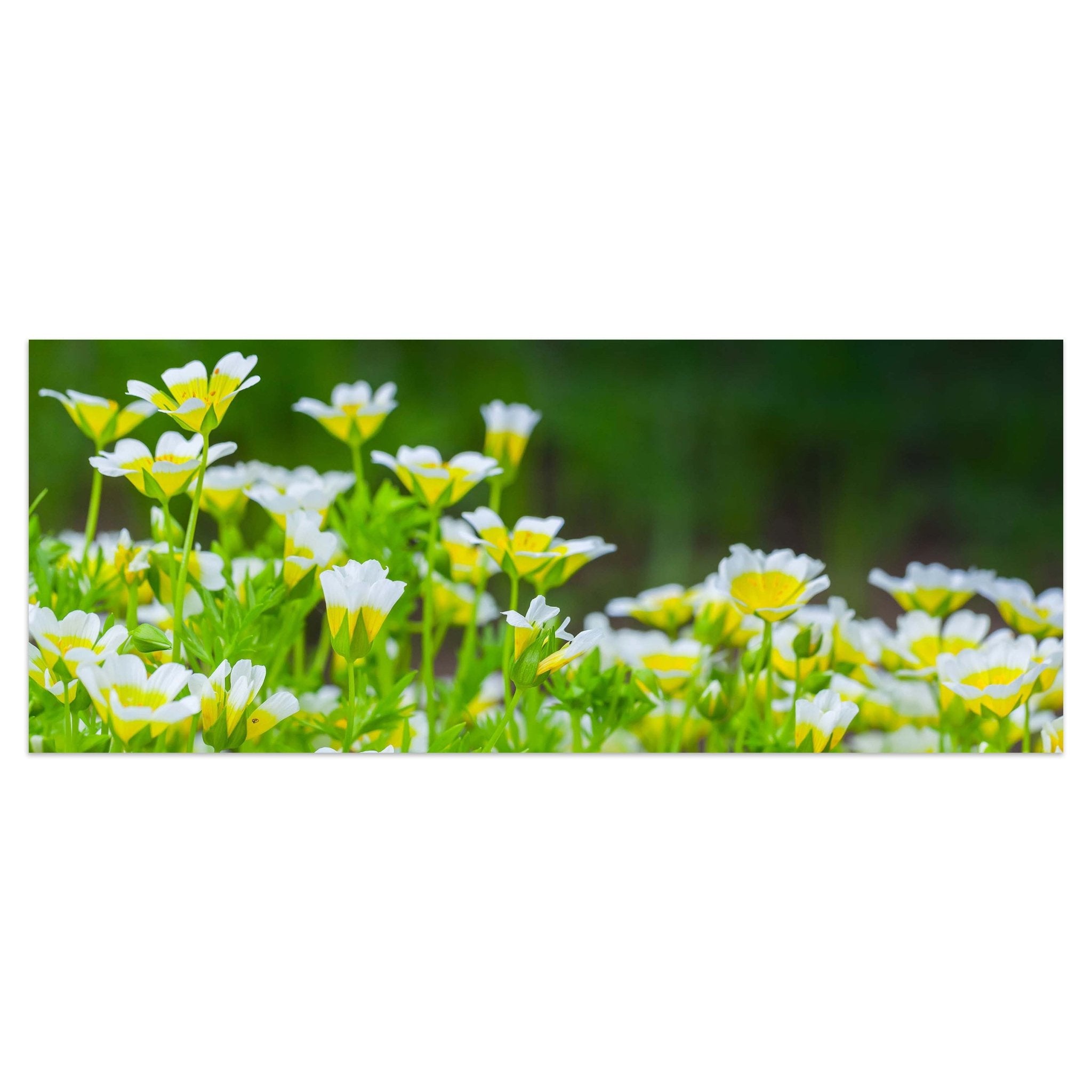 Leinwandbild Blumen, die im Sommergarten wachsen M1039 kaufen - Bild 1