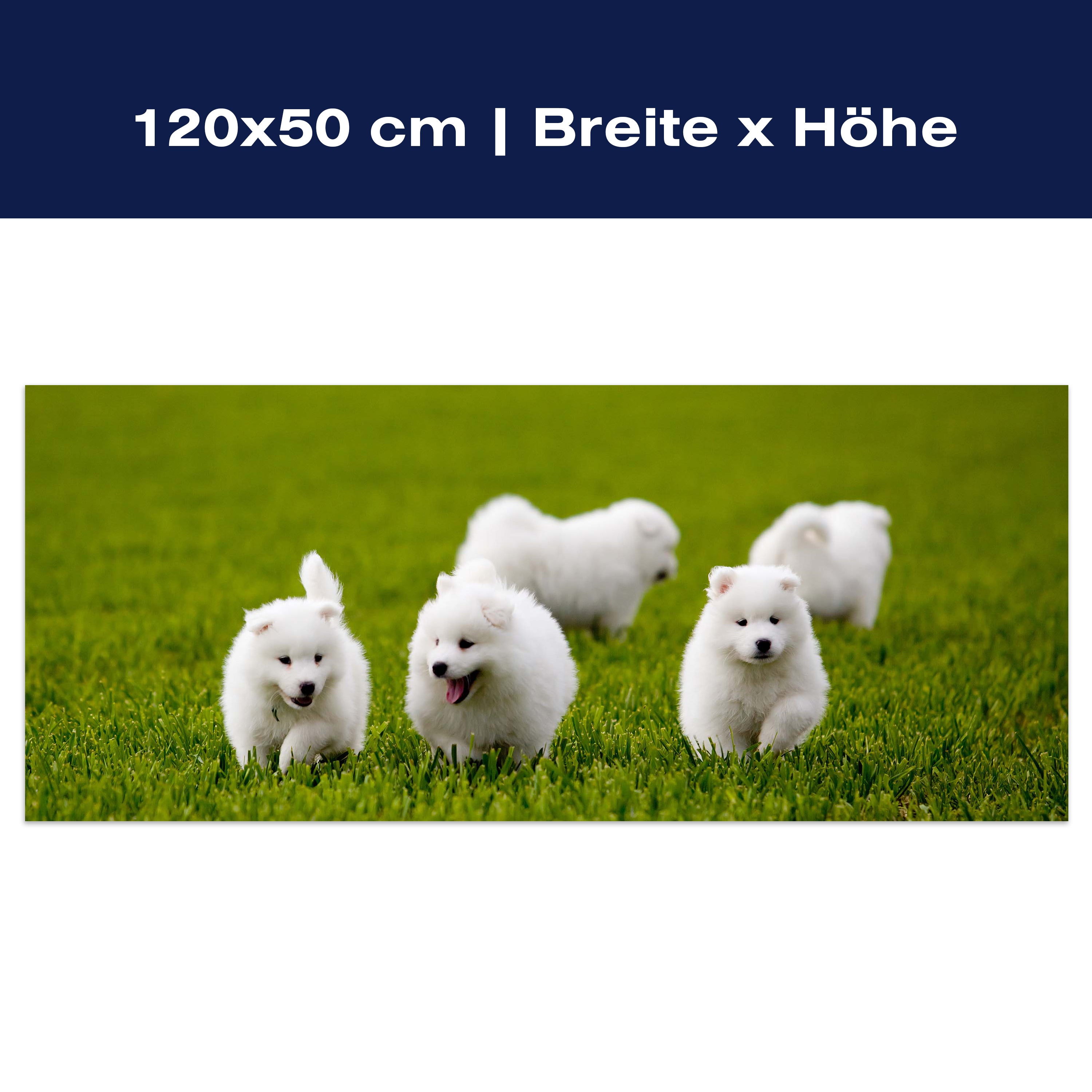 Leinwandbild Samojedenhund M1043 Leinwandbild Samojedenhund M1043