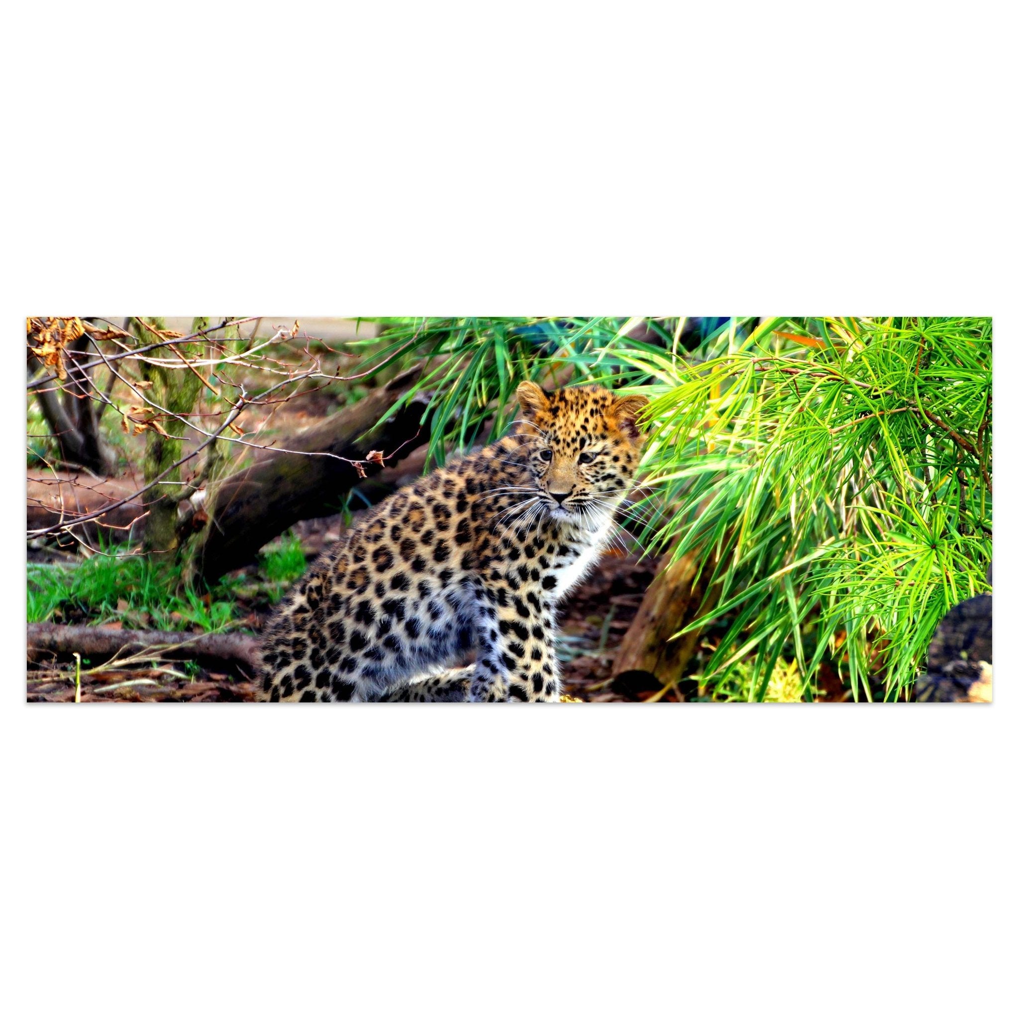 Leinwandbild Kleiner Leopard M1060 kaufen - Bild 1