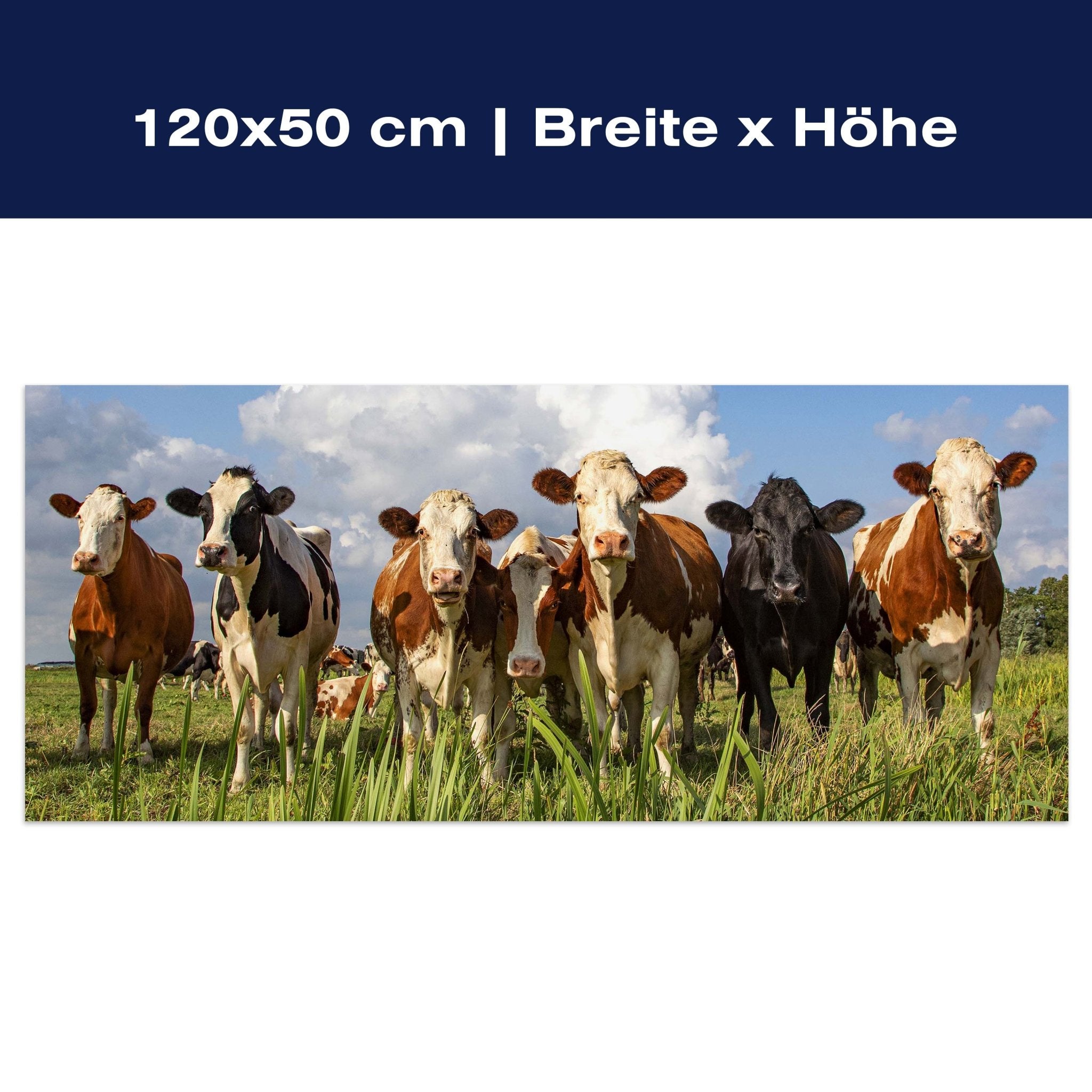 Leinwandbild Kühe auf der Weide, Tiere, Rinder, Kuh M1093 Leinwandbild Kühe auf der Weide, Tiere, Rinder, Kuh M1093