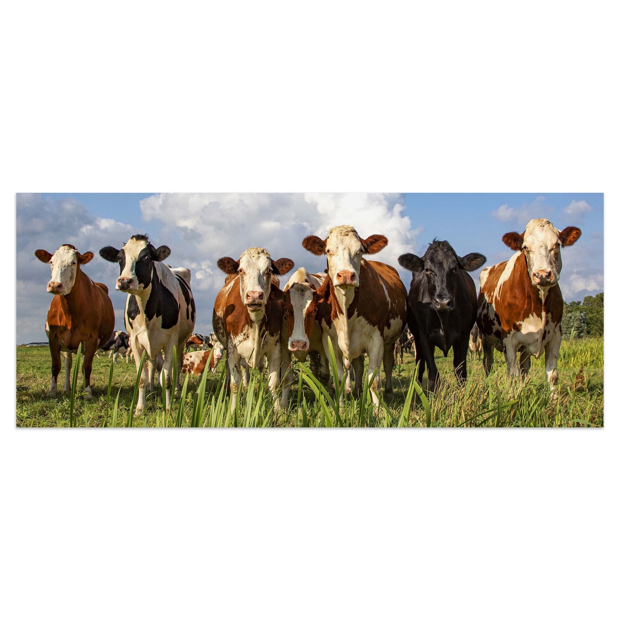Leinwandbild Kühe auf der Weide, Tiere, Rinder, Kuh M1093 kaufen - Bild 1