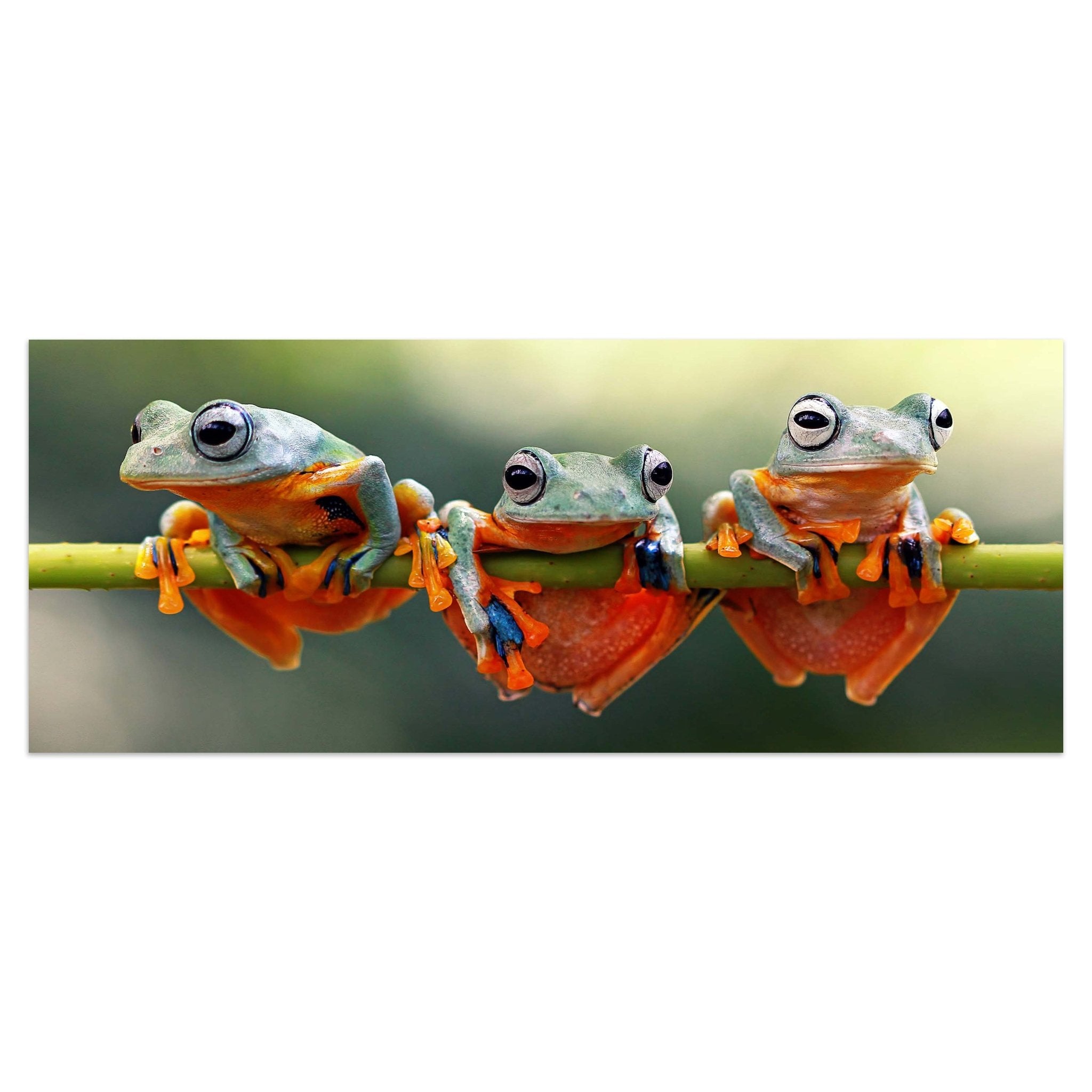 Leinwandbild Frosch, Frösche, Zweig, grün, orange M1113 kaufen - Bild 1