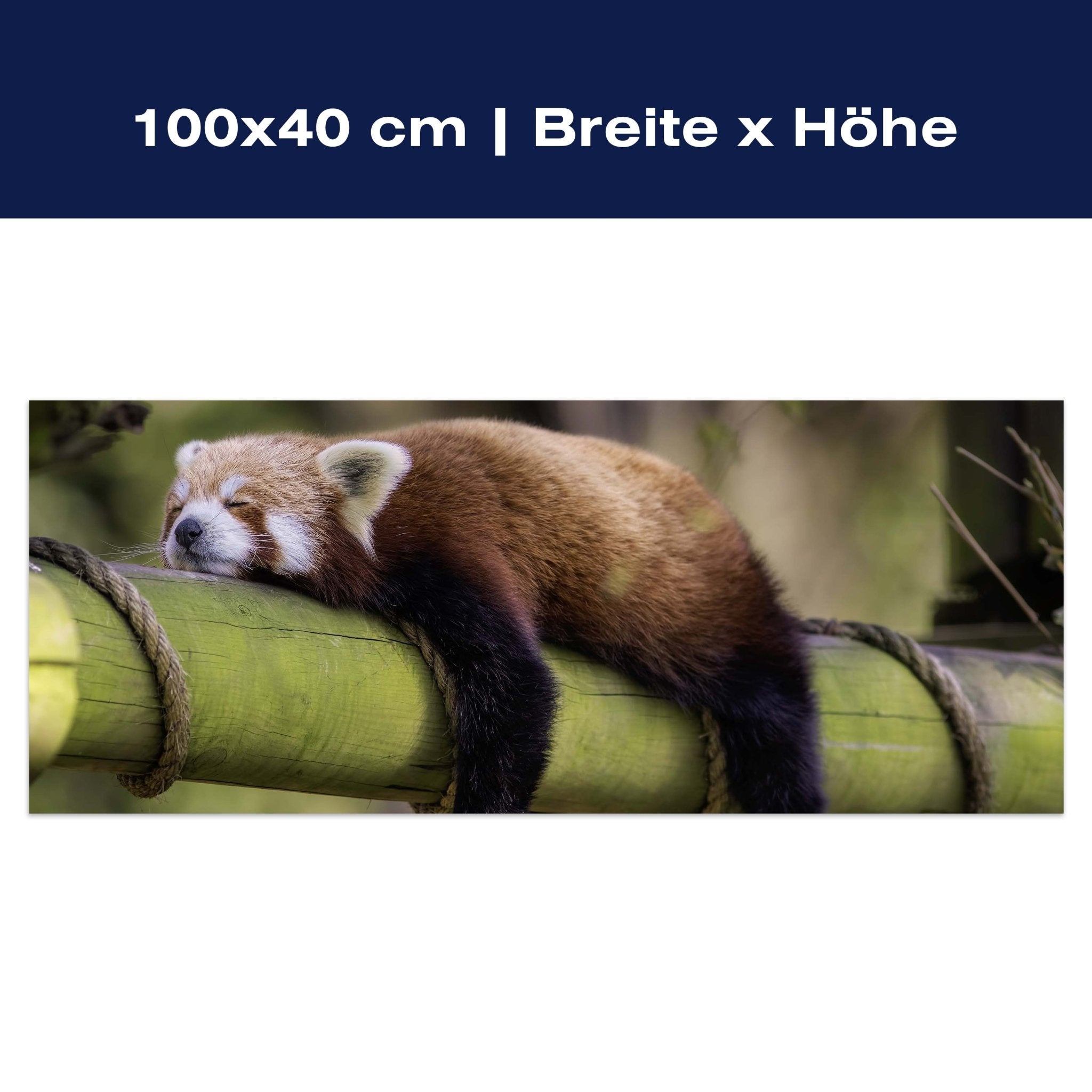 Leinwandbild schlafender roter Panda, Bambus M1114 Leinwandbild schlafender roter Panda, Bambus M1114