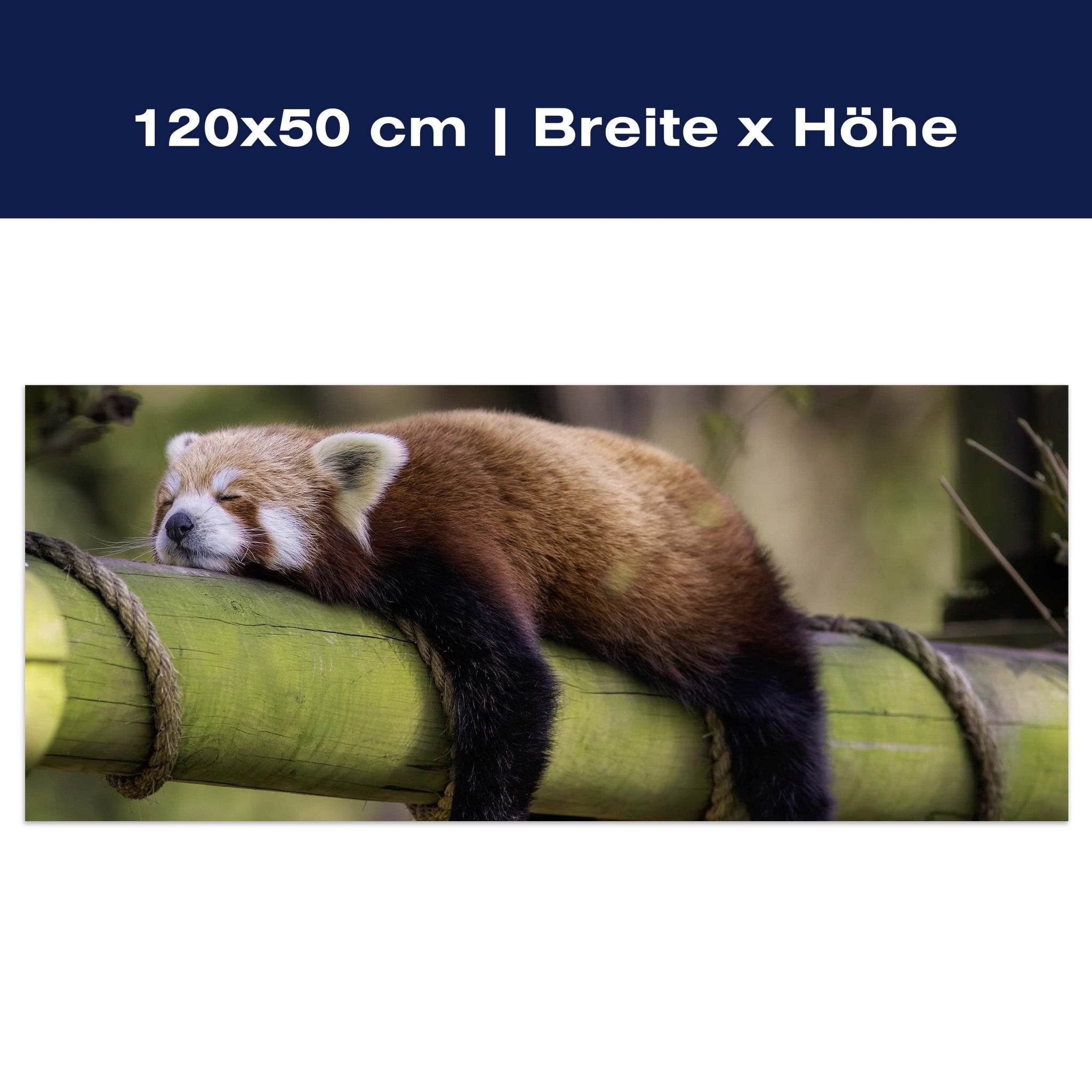 Leinwandbild schlafender roter Panda, Bambus M1114 Leinwandbild schlafender roter Panda, Bambus M1114