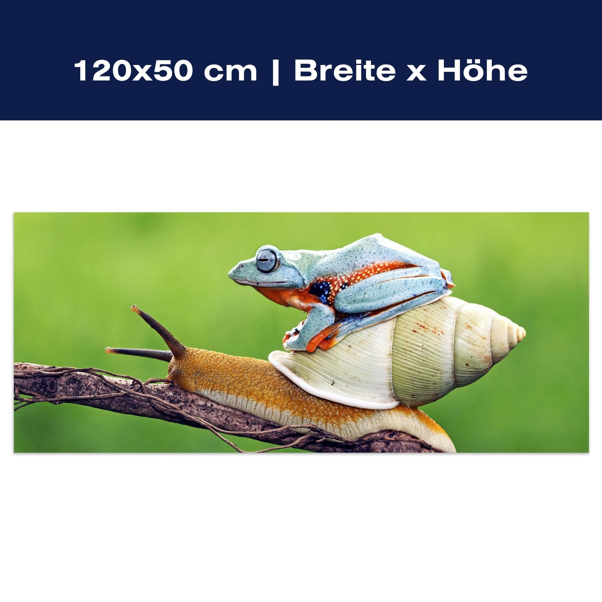 Leinwandbild Frosch, Schnecke, Tiere M1116 Leinwandbild Frosch, Schnecke, Tiere M1116