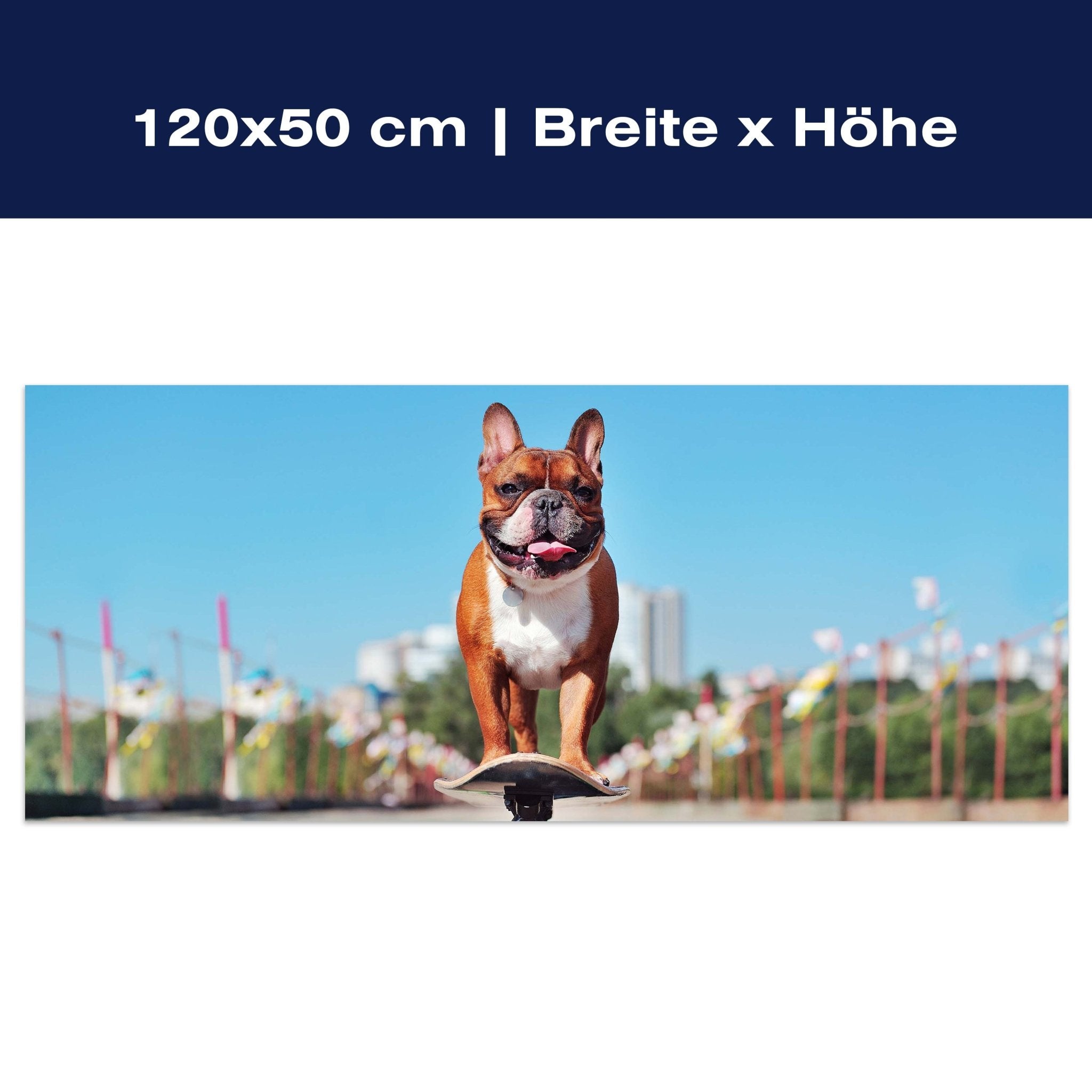 Leinwandbild französische Bulldogge, Hund, Skateboard M1118