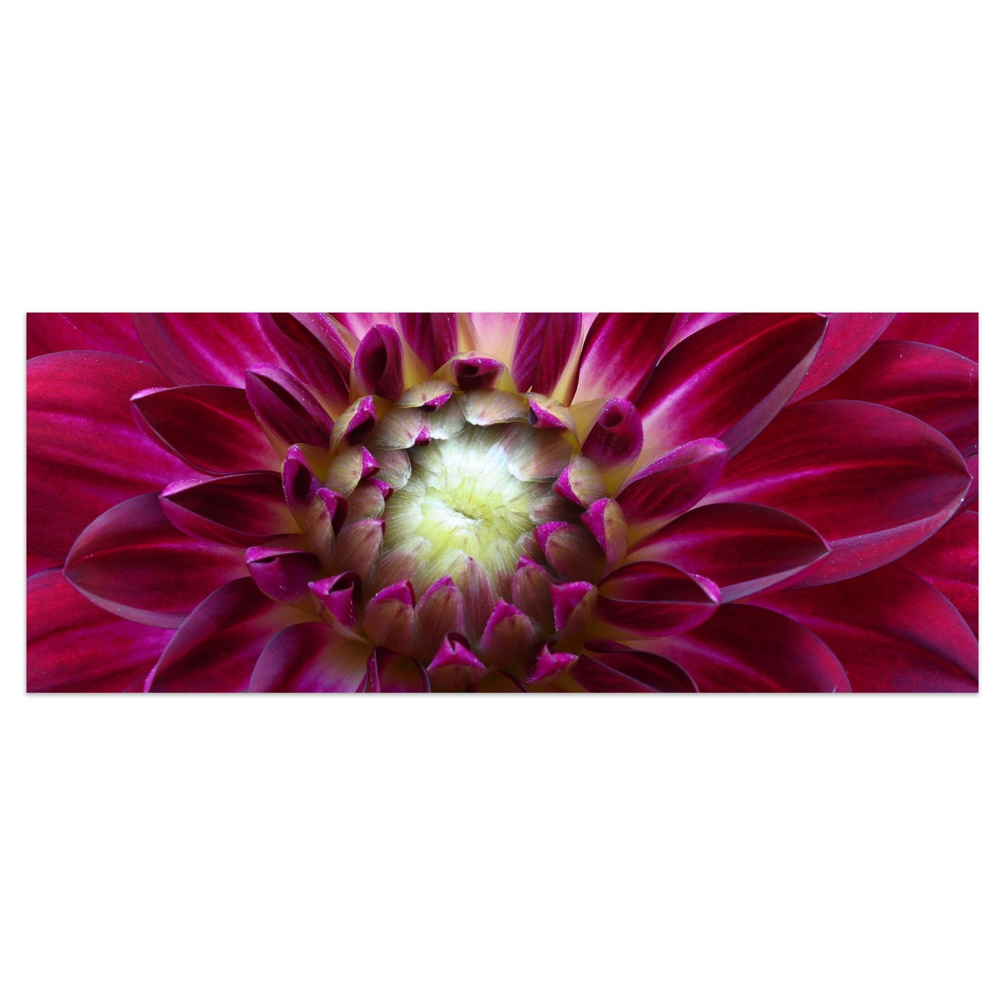 Leinwandbild Blume Blüte Aster pink M1122 kaufen - Bild 1