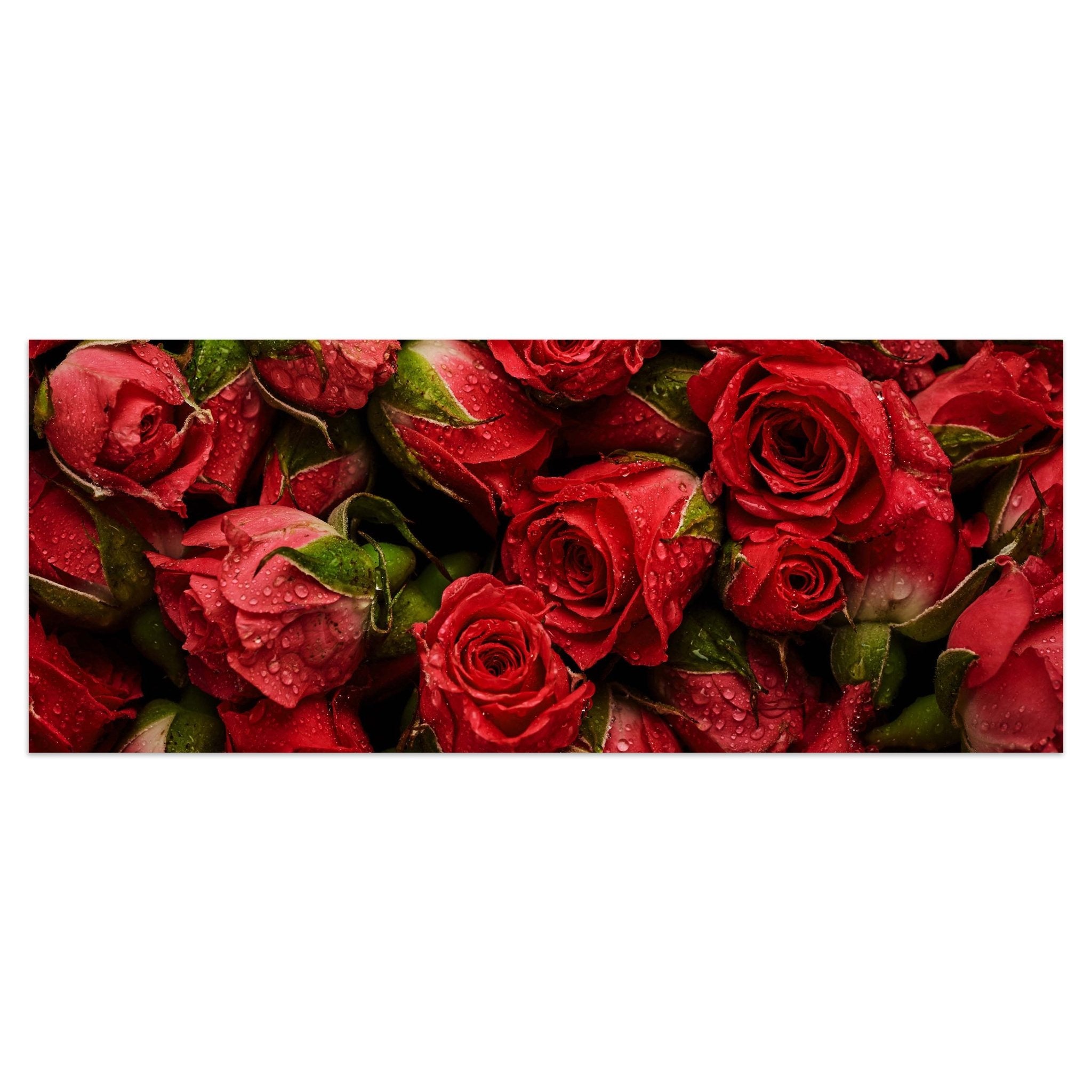 Leinwandbild rote Rosen Blüten M1123 kaufen - Bild 1