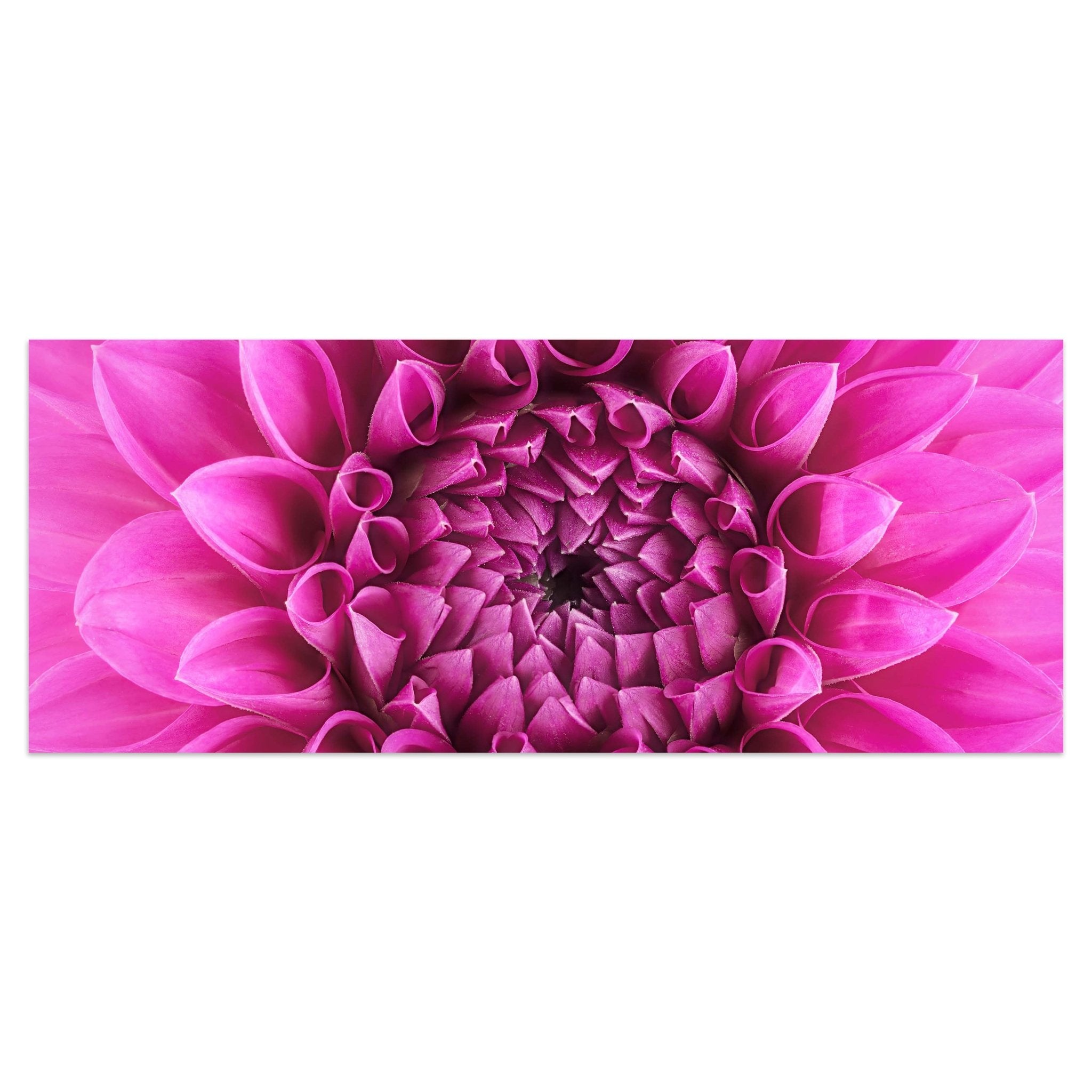 Leinwandbild Blume Blüte rosa Chrysantheme M1127 kaufen - Bild 1