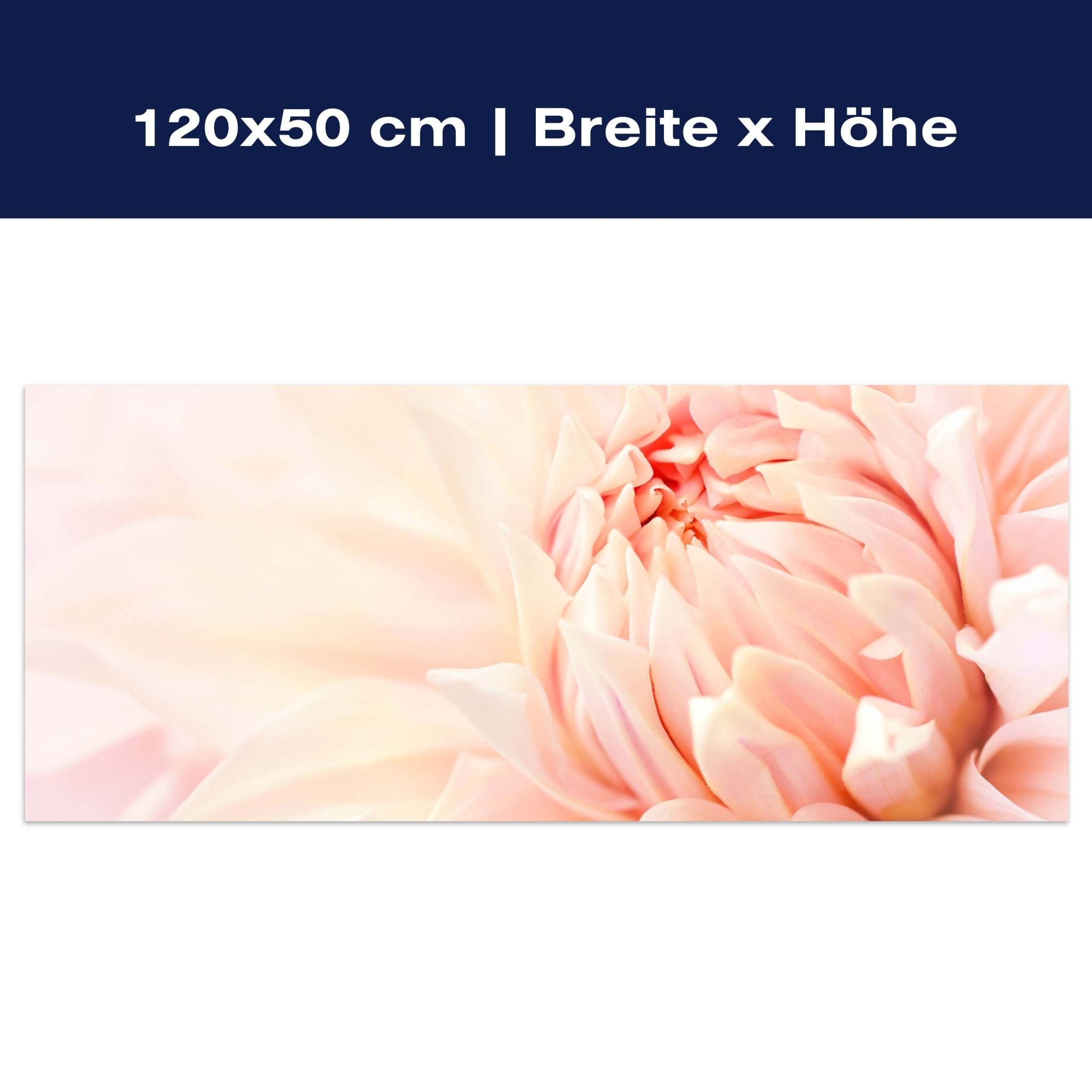 Leinwandbild Blume Blüte Dahlie rosa M1130 Leinwandbild Blume Blüte Dahlie rosa M1130
