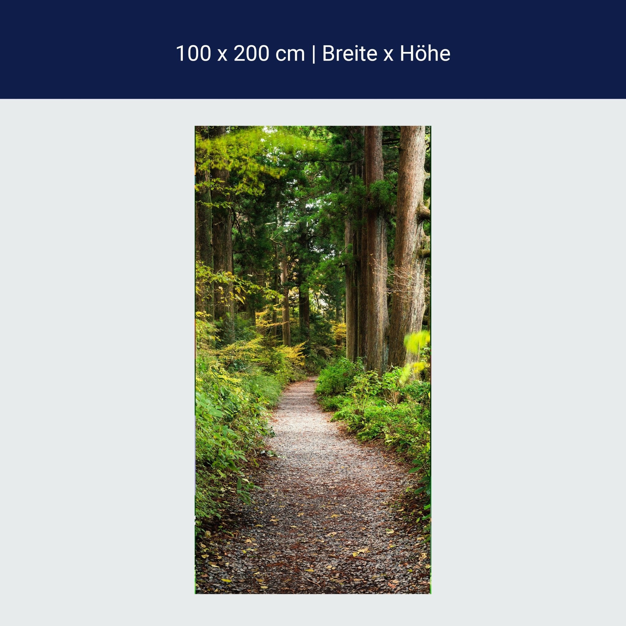 Türtapete Wander-weg in altem Wald, Bäume, Natur M1131 Türtapete Wander-weg in altem Wald, Bäume, Natur M1131
