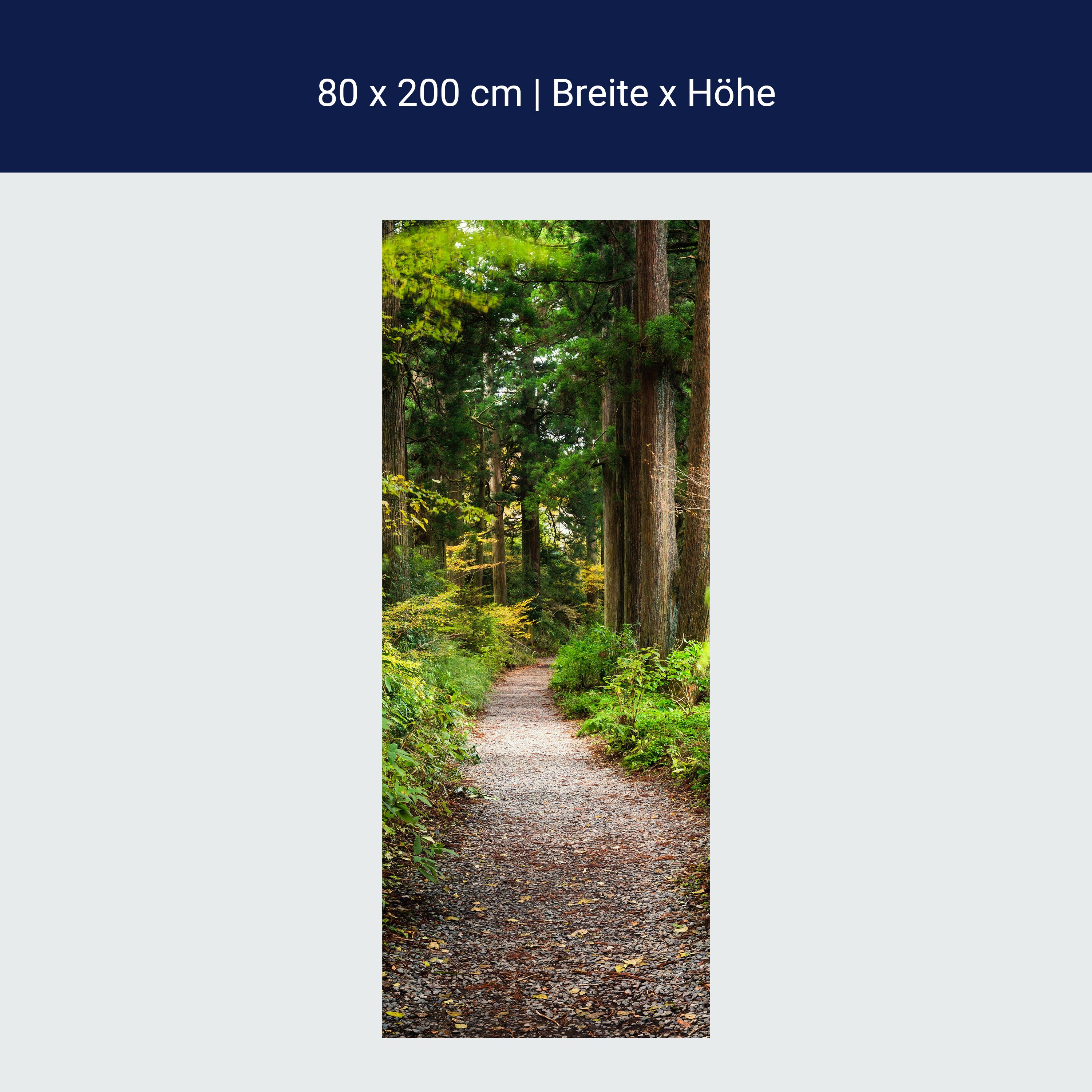 Türtapete Wander-weg in altem Wald, Bäume, Natur M1131 Türtapete Wander-weg in altem Wald, Bäume, Natur M1131