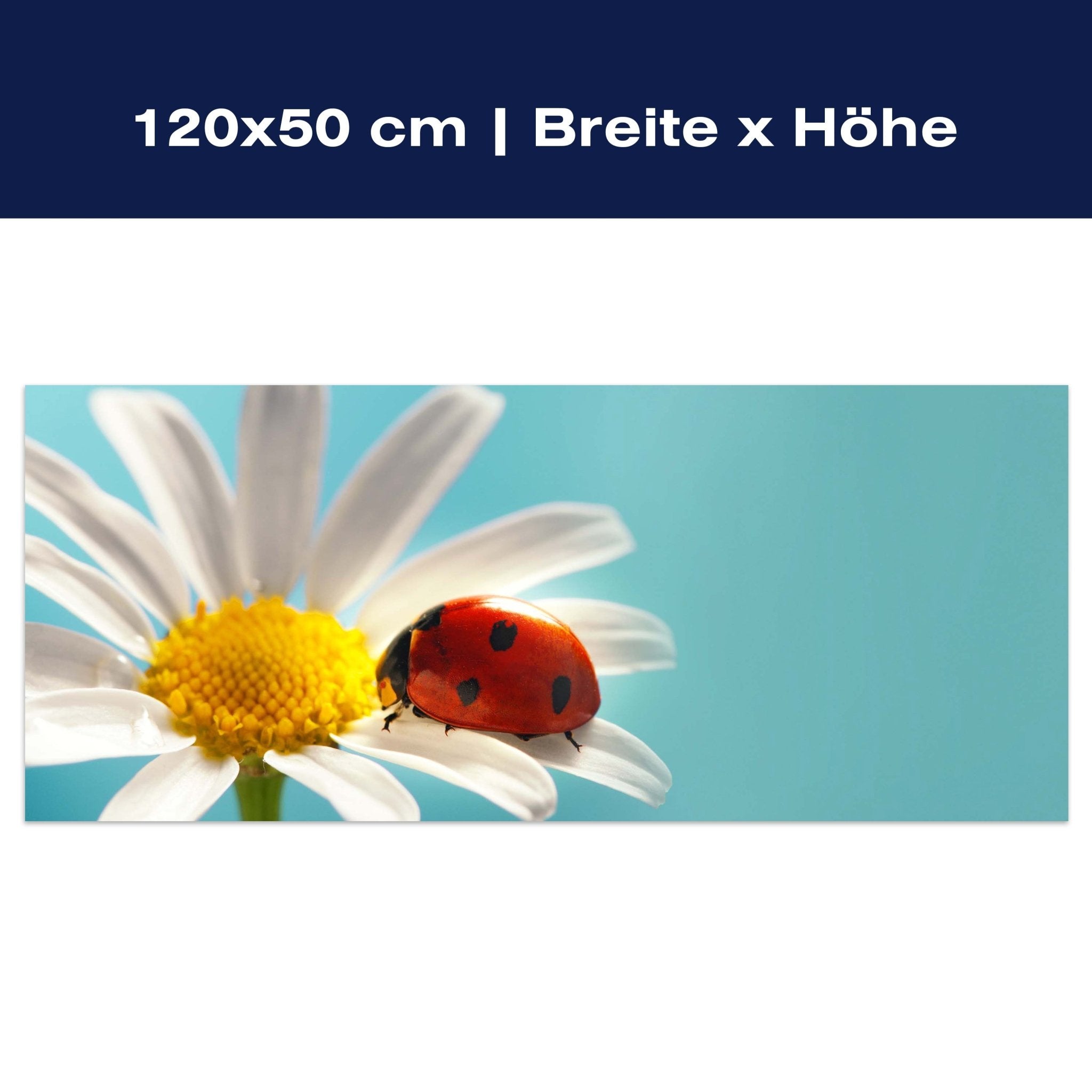 Leinwandbild Gänseblümchen Blüte Marienkäfer M1132 Leinwandbild Gänseblümchen Blüte Marienkäfer M1132