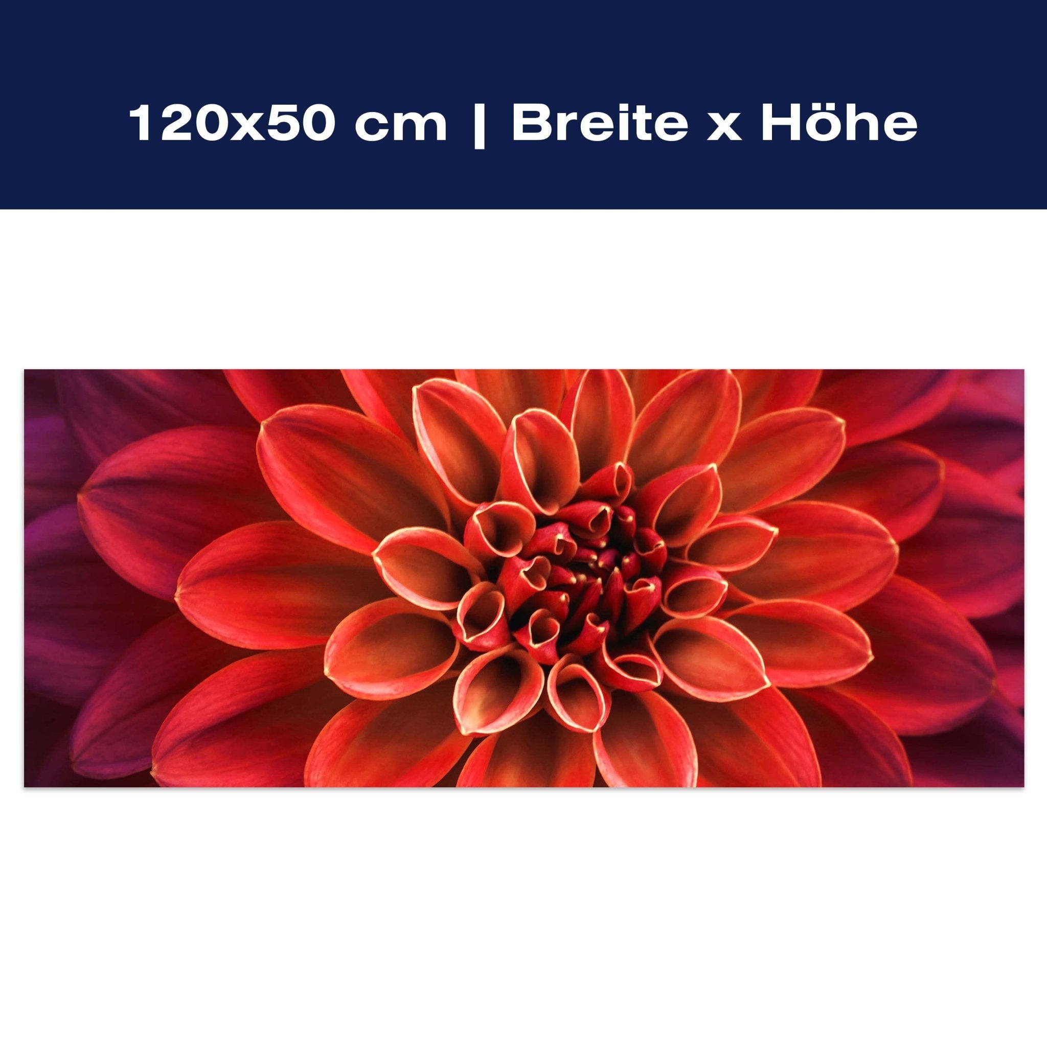Leinwandbild Blüte Blume orange Dahlie violett M1133 Leinwandbild Blüte Blume orange Dahlie violett M1133