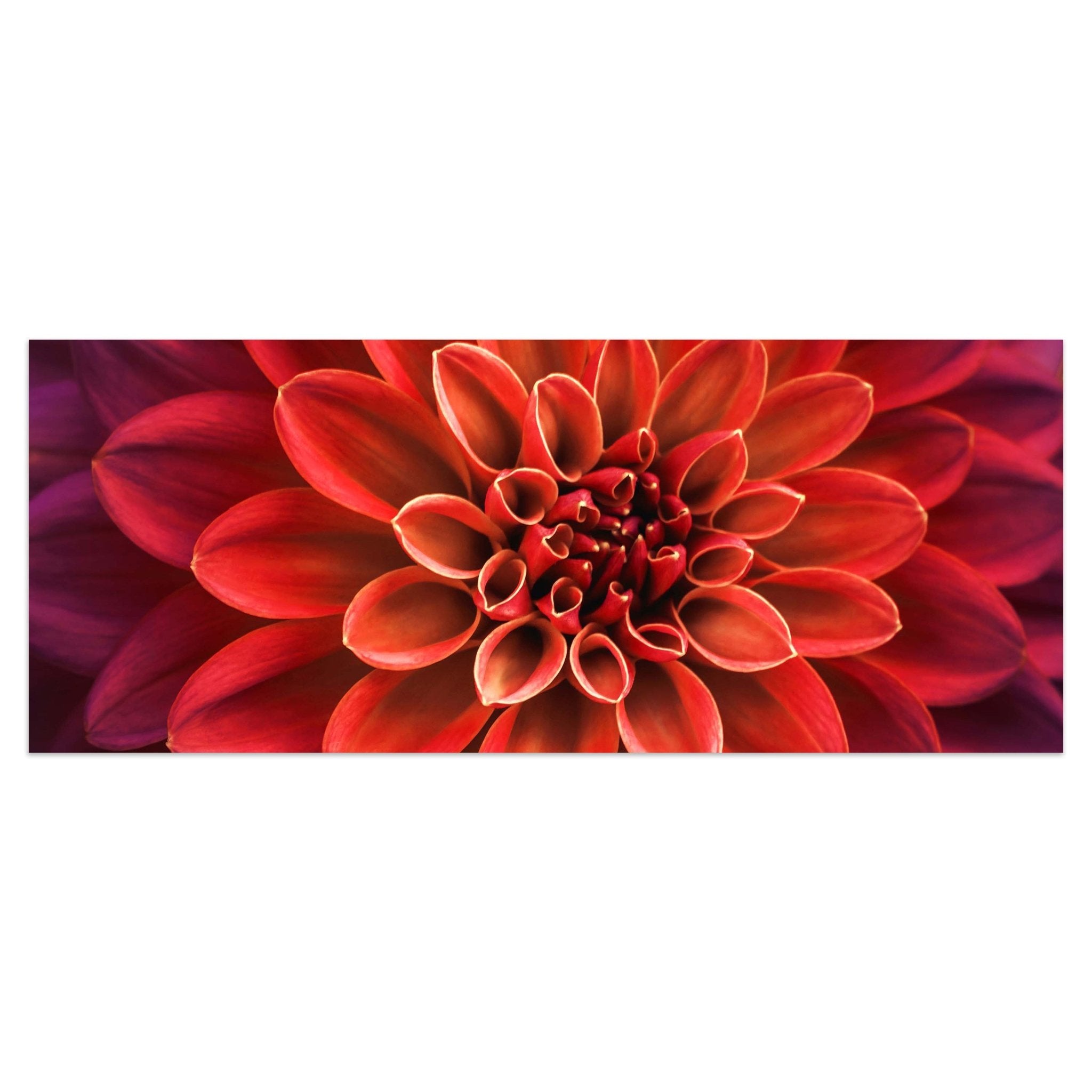 Leinwandbild Blüte Blume orange Dahlie violett M1133 kaufen - Bild 1 Leinwandbild Blüte Blume orange Dahlie violett M1133 kaufen - Bild 1