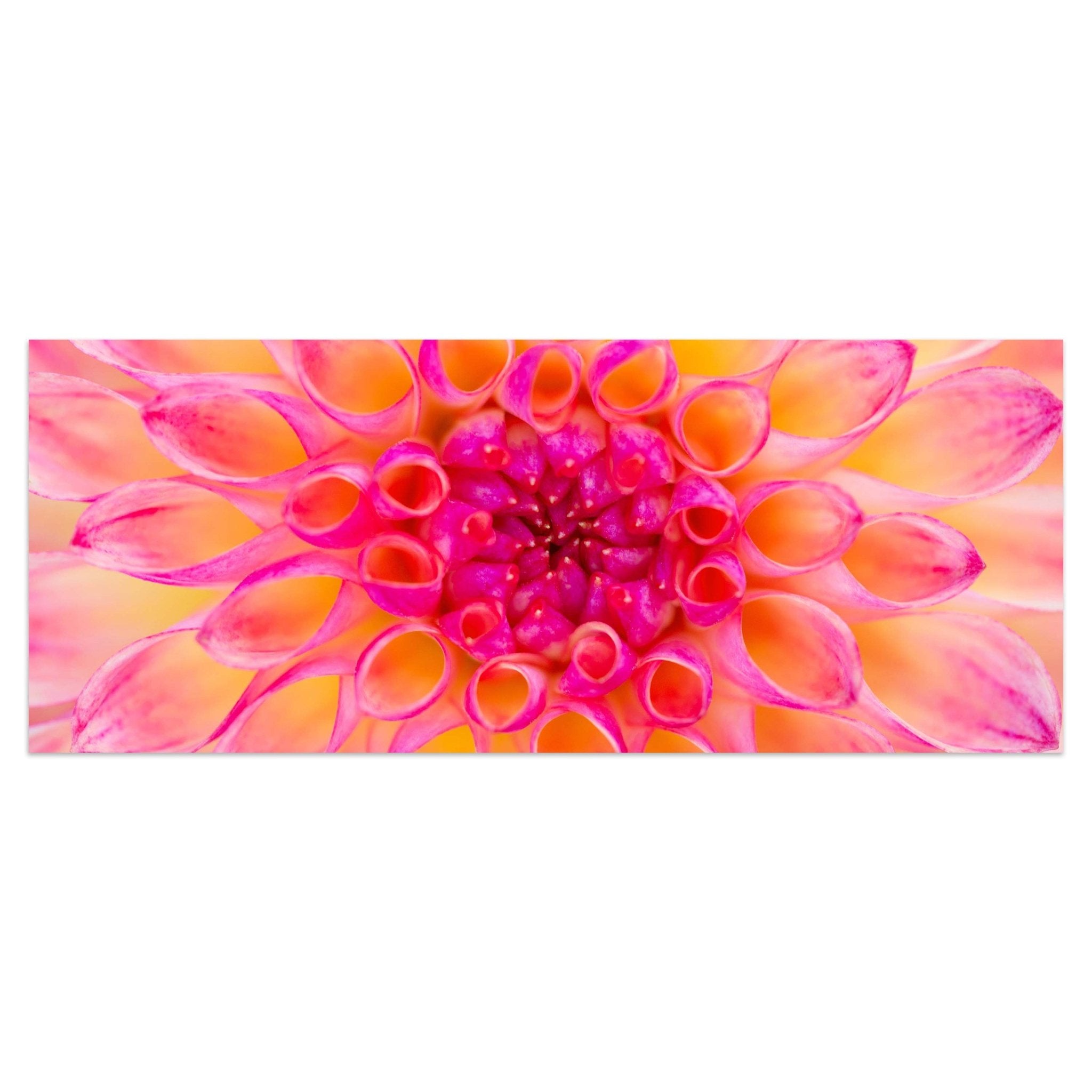 Leinwandbild bunte Dahlie Blüte Blume rosa gelb M1134 kaufen - Bild 1 Leinwandbild bunte Dahlie Blüte Blume rosa gelb M1134 kaufen - Bild 1