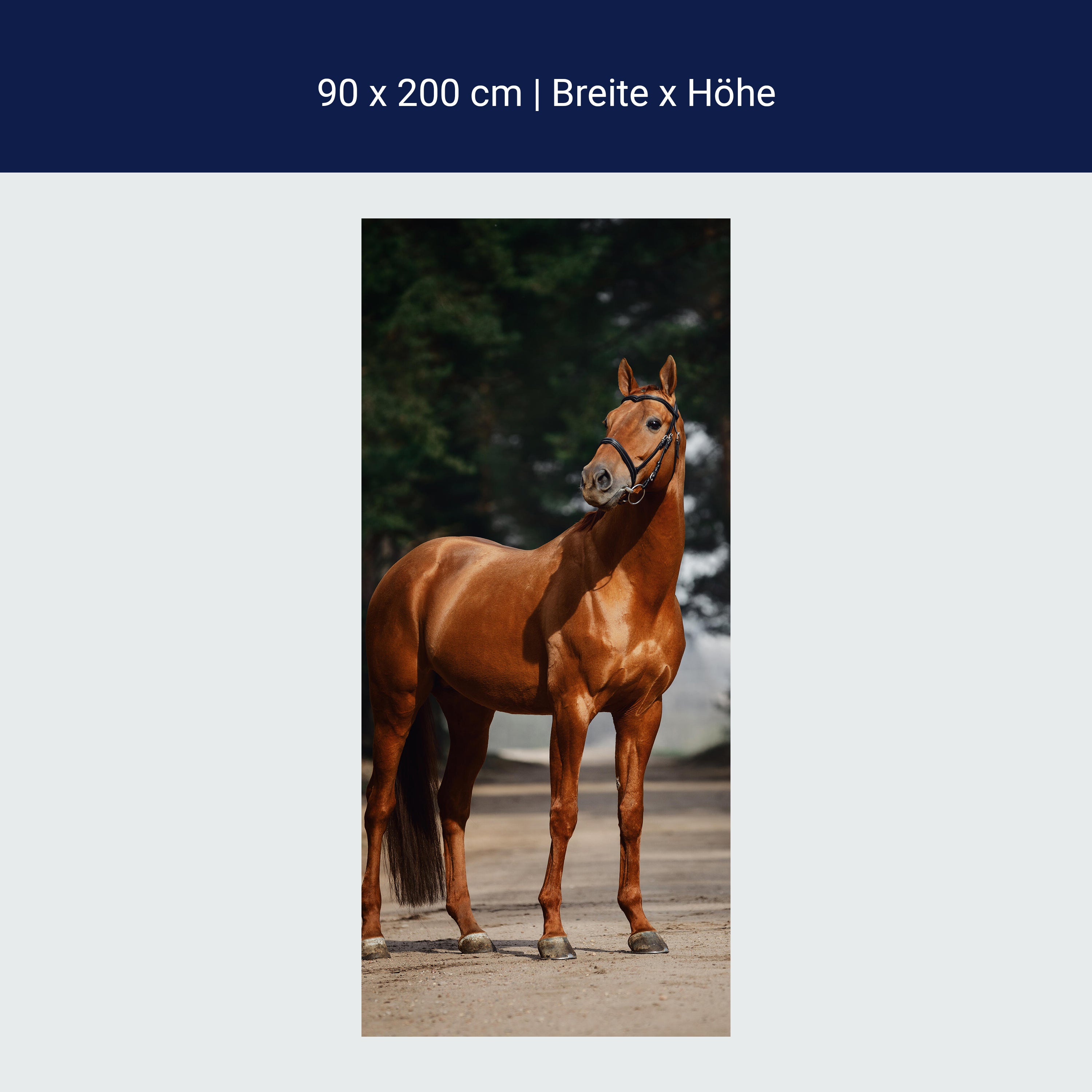 Türtapete braunes Pferd auf Straße, Bäume M1184 Türtapete braunes Pferd auf Straße, Bäume M1184