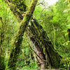 Türtapete Holzweg im Dschungel, Baum, Urwald M1341