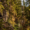 Türtapete Nadelwald & Felsen, Bäume, Wald, Natur M1392