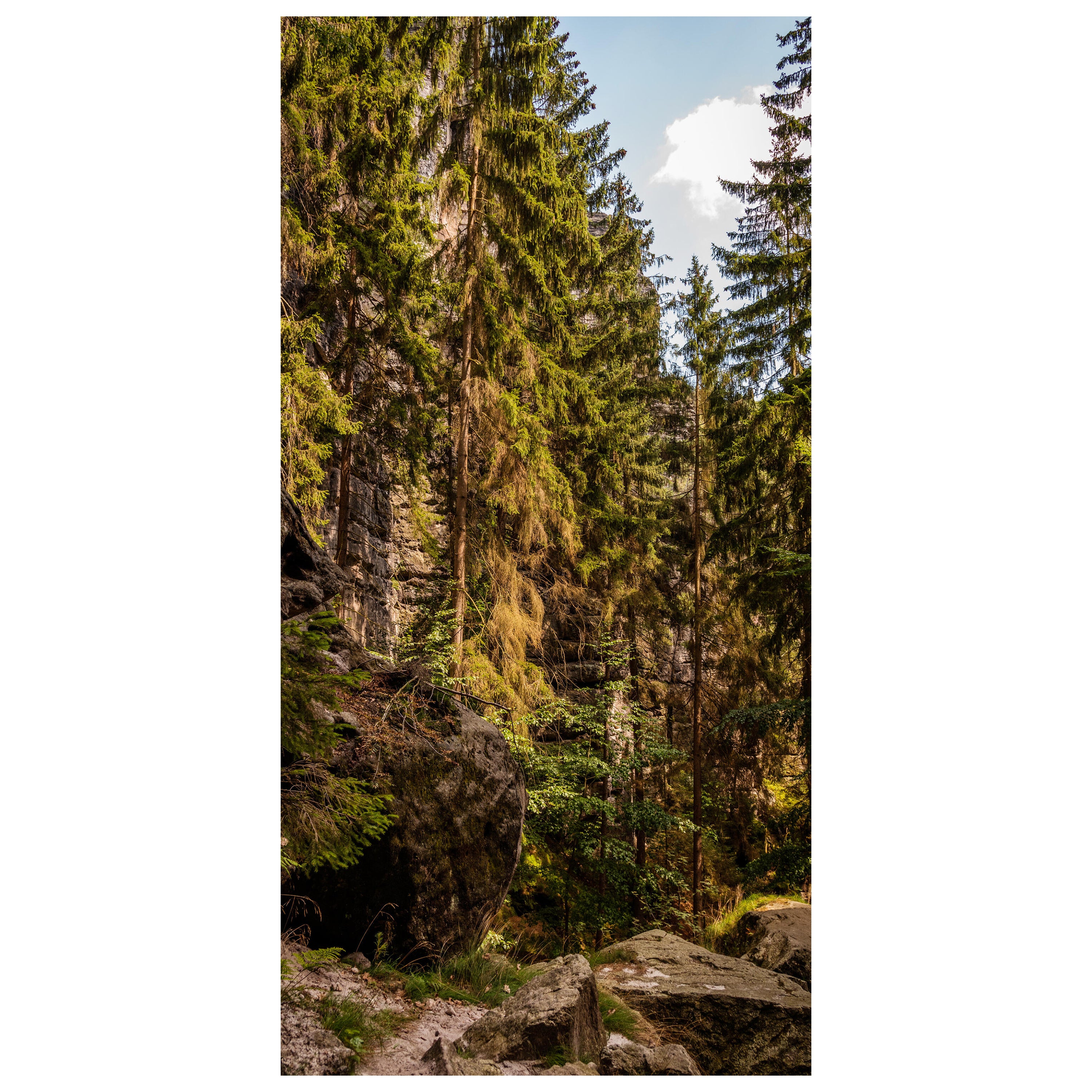 Türtapete Nadelwald & Felsen, Bäume, Wald, Natur M1392 - Bild 2 Türtapete Nadelwald & Felsen, Bäume, Wald, Natur M1392 - Bild 2