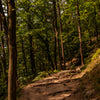 Türtapete Wanderweg im Wald, Wurzeln, Bäume, Natur M1394