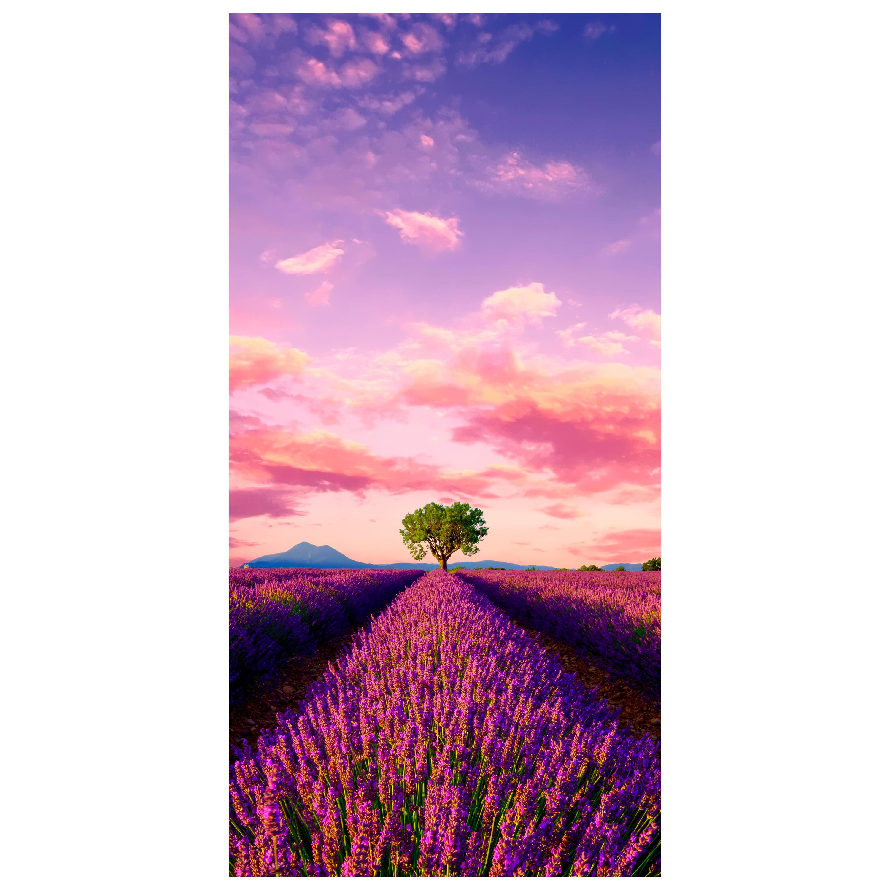 Türtapete Lavendel, Feld, Baum, Landschaft M1430 - Bild 2 Türtapete Lavendel, Feld, Baum, Landschaft M1430 - Bild 2