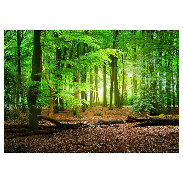 Fototapete Wald Sommer Natur M5667 - Bild 2 Fototapete Wald Sommer Natur M5667 - Bild 2