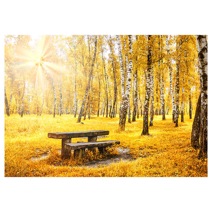 Fototapete Herbst Birke Bank M5676 - Bild 2 Fototapete Herbst Birke Bank M5676 - Bild 2