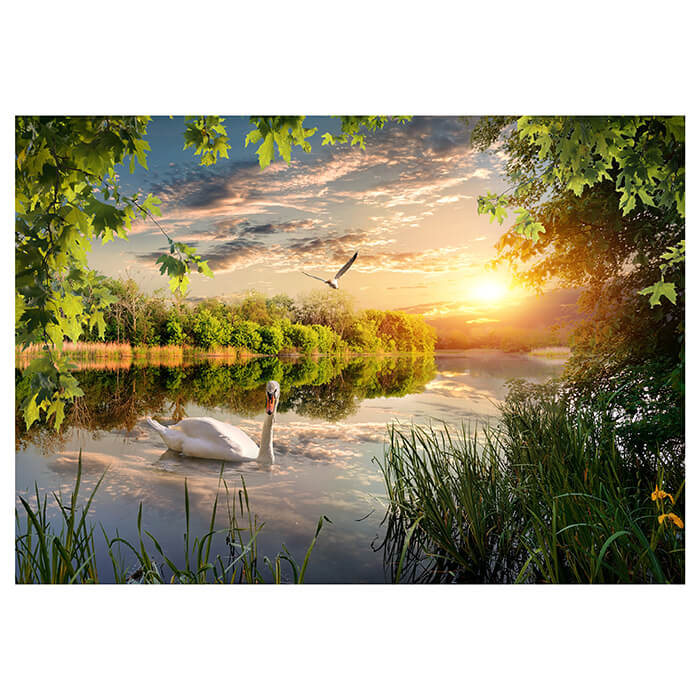 Fototapete Schwan im Fluss M5756 - Bild 2 Fototapete Schwan im Fluss M5756 - Bild 2