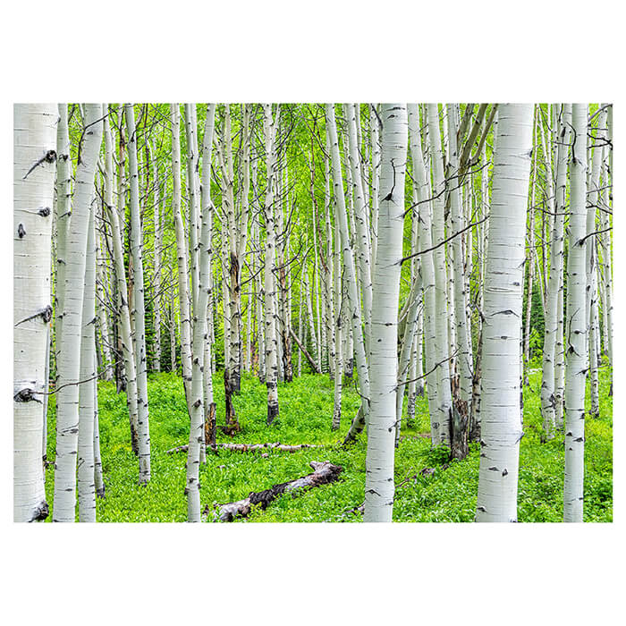 Fototapete Birkenwald Dicht Sträucher M5832 - Bild 2 Fototapete Birkenwald Dicht Sträucher M5832 - Bild 2