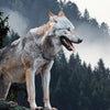 Hexagon-Fototapete Wolf im Wald M0013