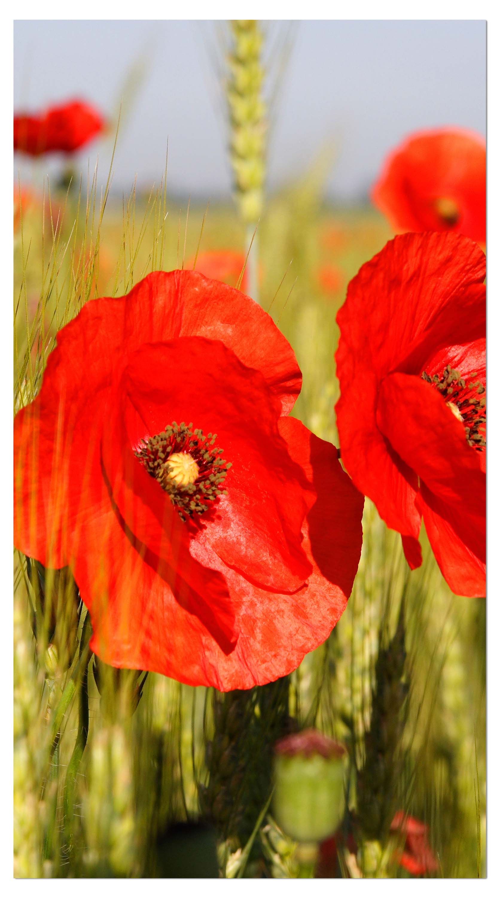 Garderobe Mohnblumen M0041 entdecken - Bild 4 Garderobe Mohnblumen M0041 entdecken - Bild 4