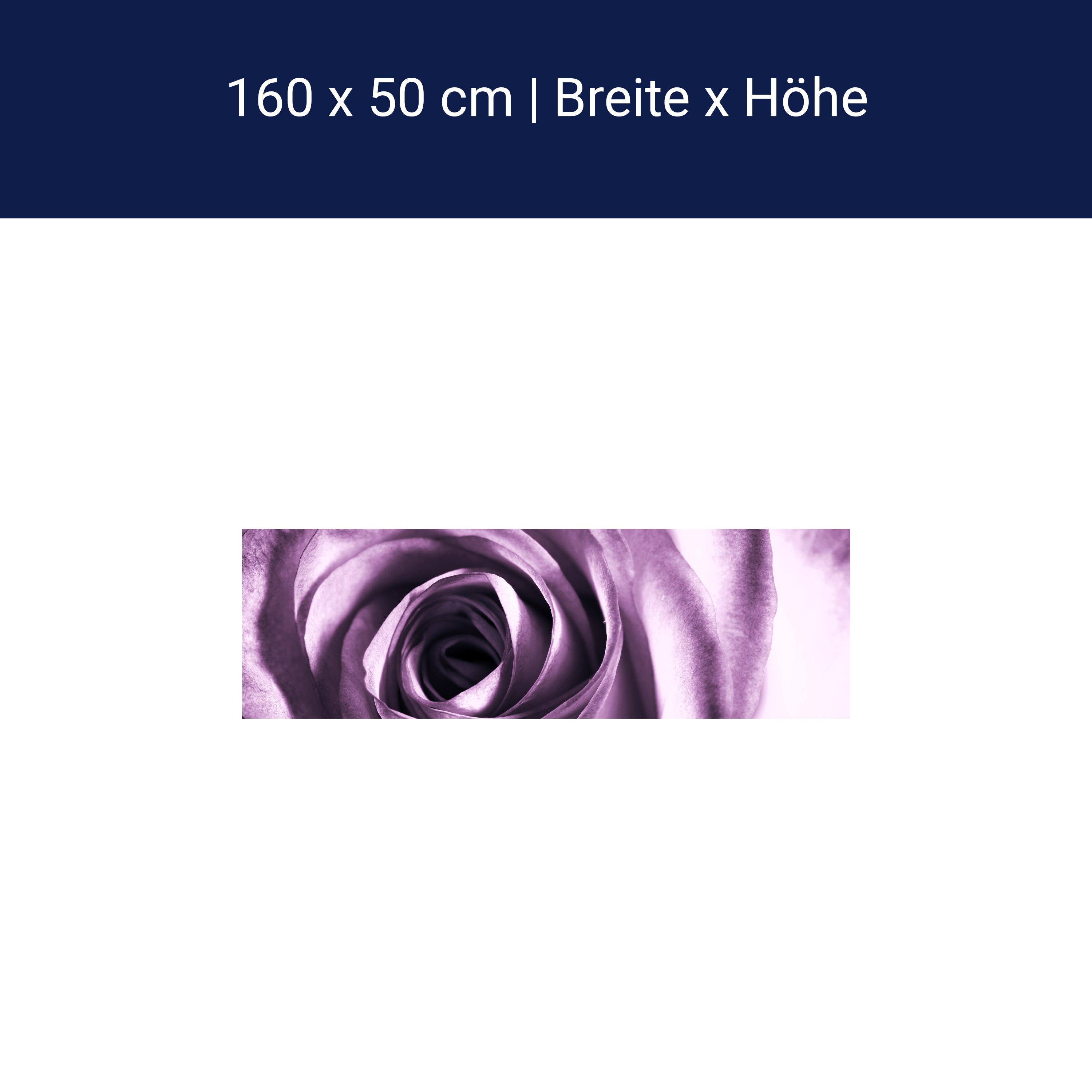 Küchenrückwand violette Rose M0051 Küchenrückwand violette Rose M0051