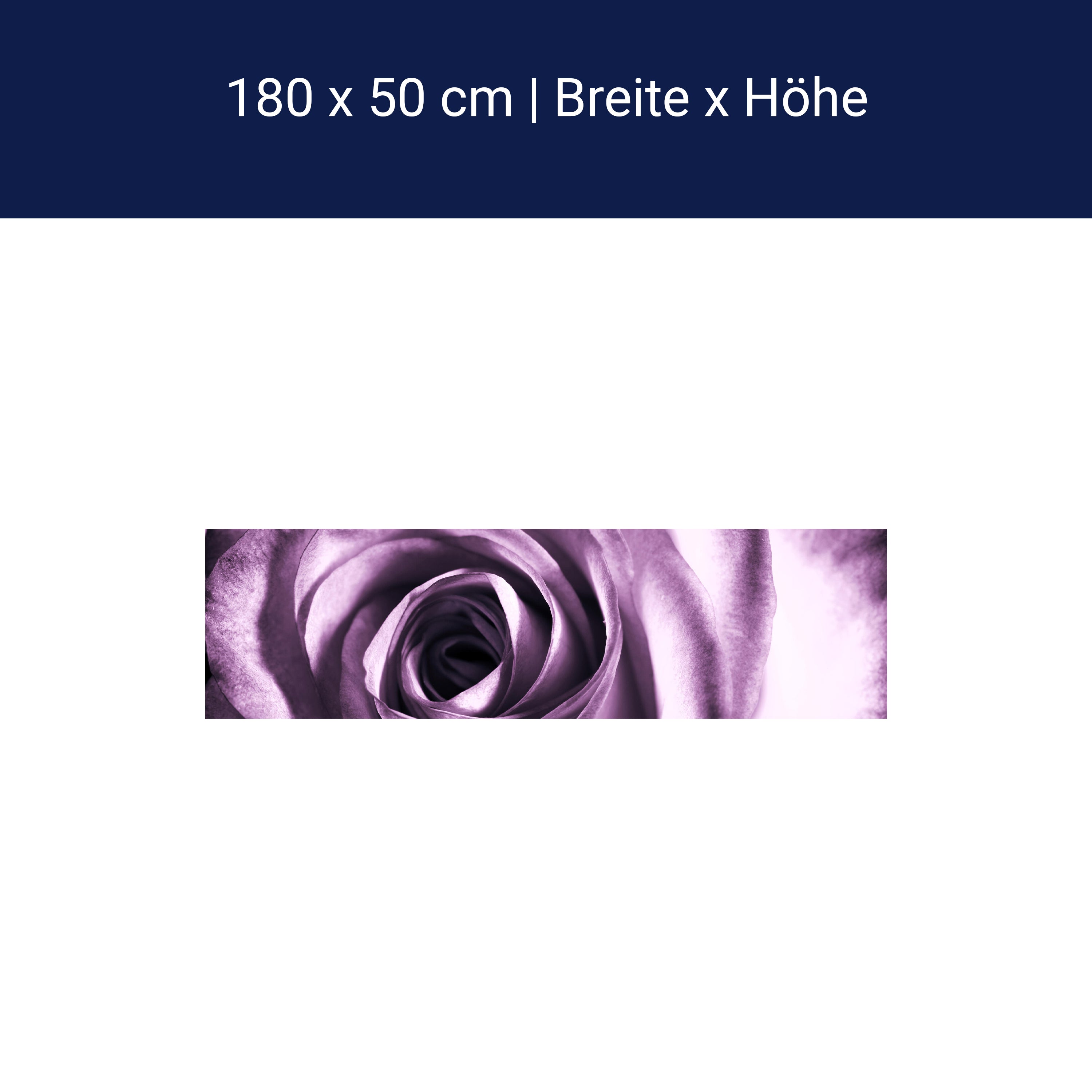 Küchenrückwand violette Rose M0051 Küchenrückwand violette Rose M0051