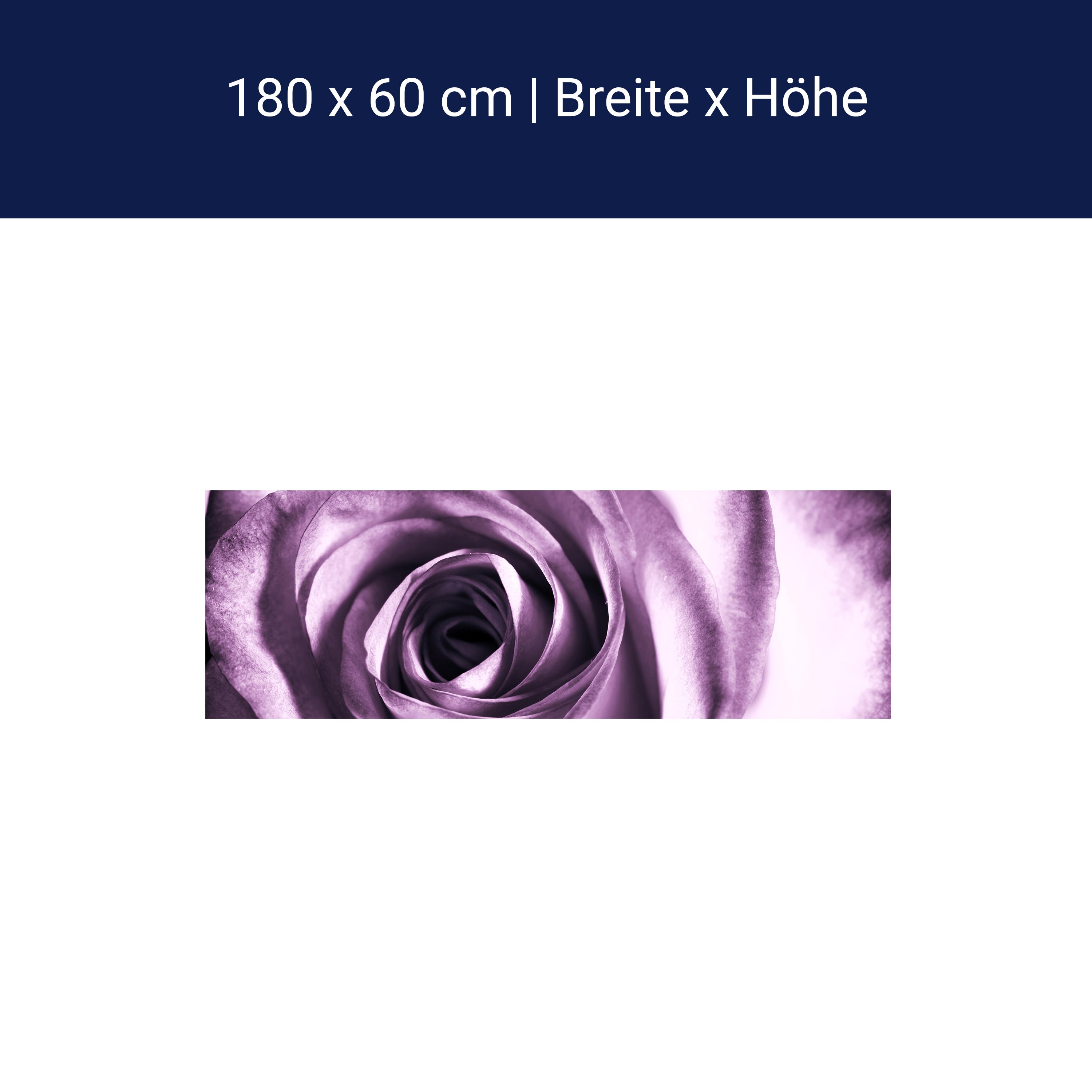 Küchenrückwand violette Rose M0051 Küchenrückwand violette Rose M0051