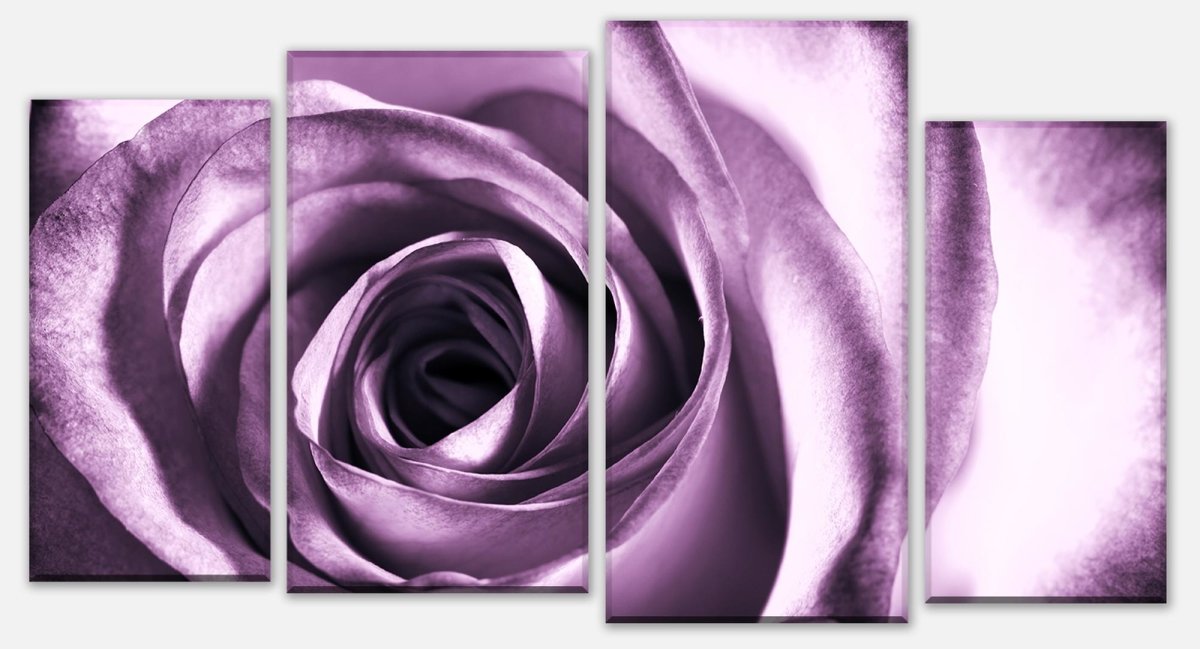 Leinwandbild Mehrteiler violette Rose M0051 Leinwandbild Mehrteiler violette Rose M0051