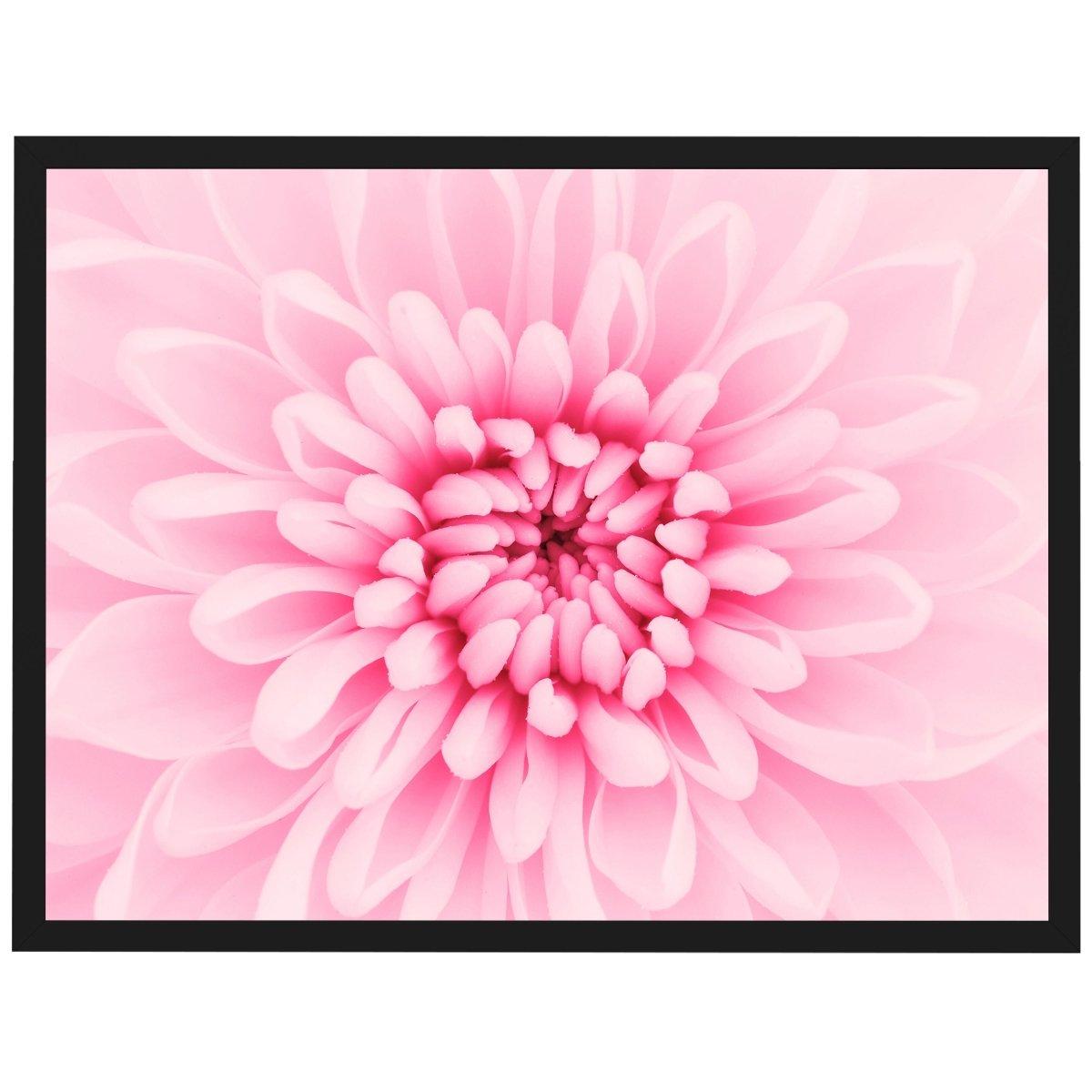 wandmotiv24 Poster, Poster - Pflanze, Blüte, rosa - M0216 - Bild 1