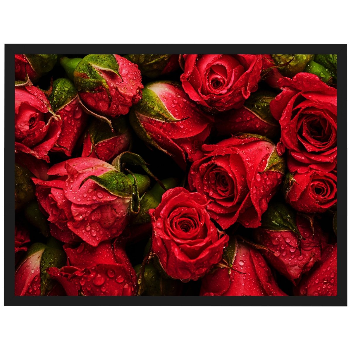 wandmotiv24 Poster, Poster - rote Rosen, Blumen - M0222 - Bild 1