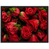 Poster rote Rosen, Blumen M0222