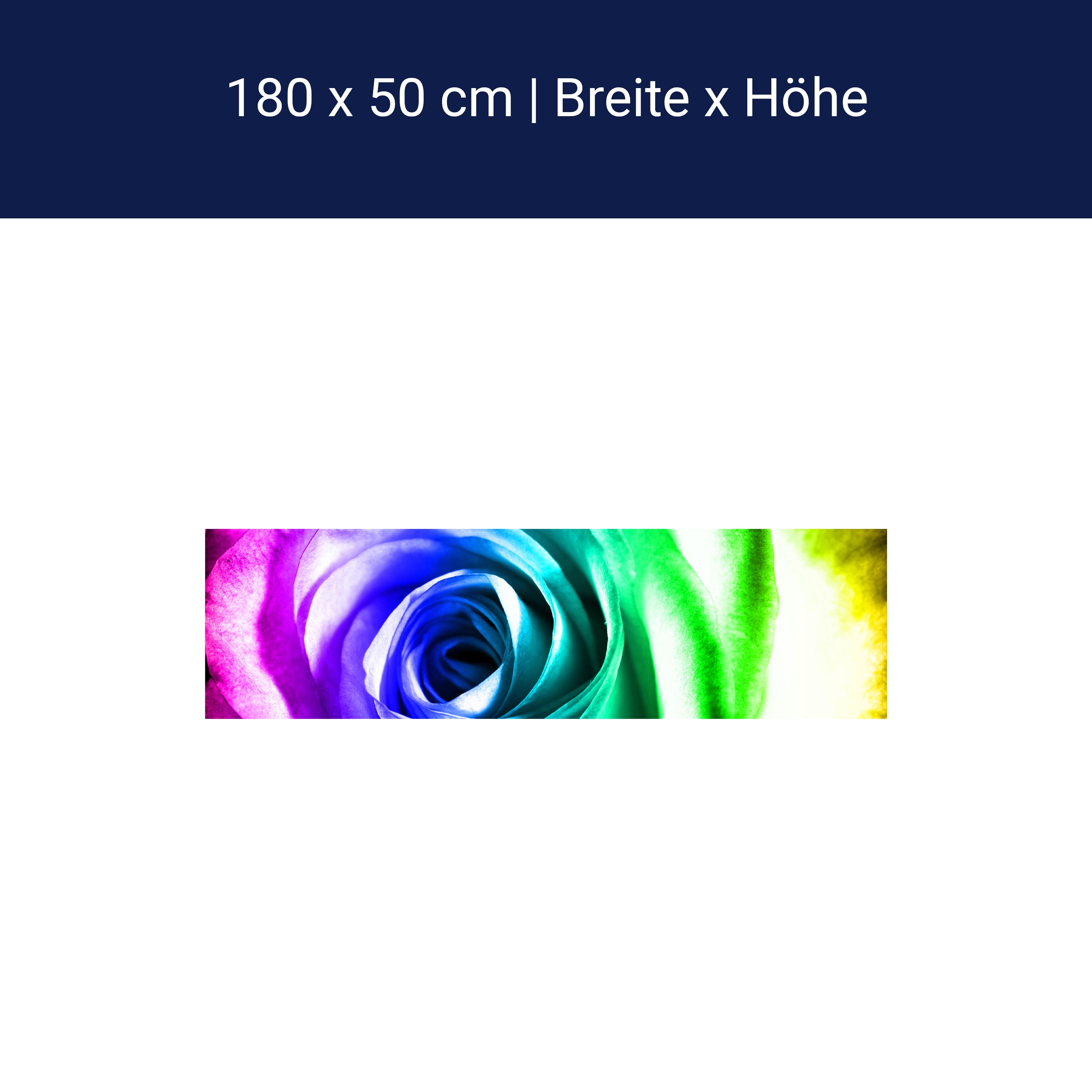 Küchenrückwand Regenbogenrose Blüte M0230 Küchenrückwand Regenbogenrose Blüte M0230