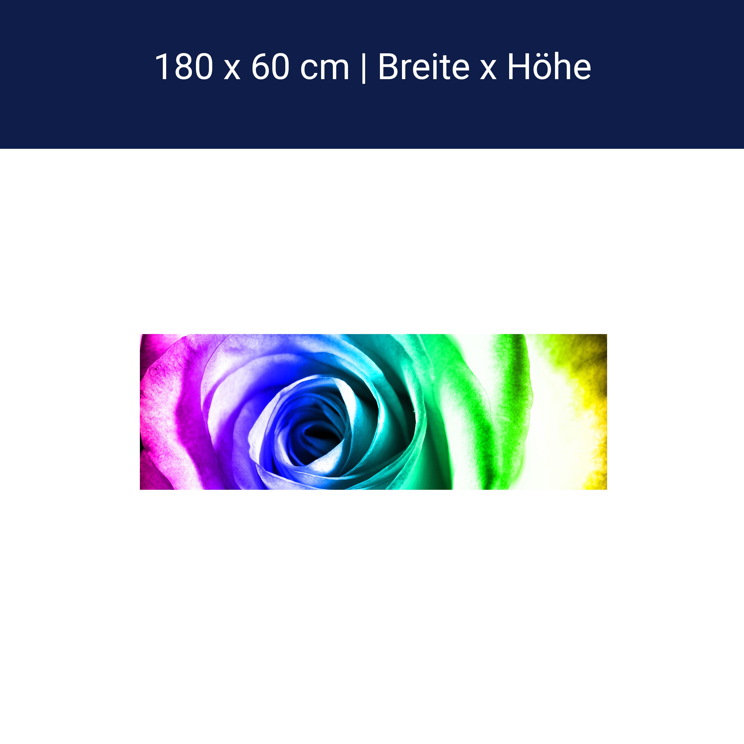 Küchenrückwand Regenbogenrose Blüte M0230 Küchenrückwand Regenbogenrose Blüte M0230