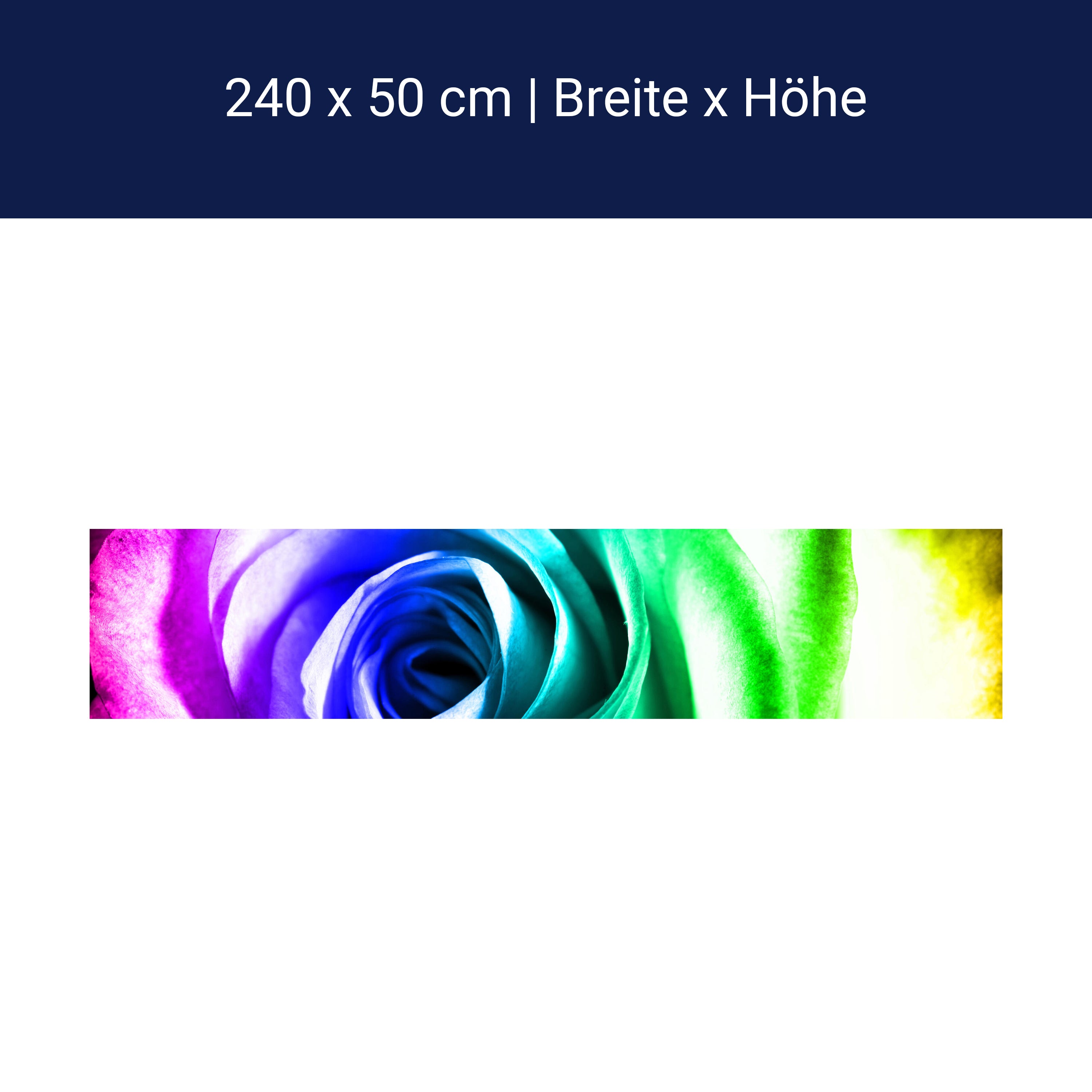 Küchenrückwand Regenbogenrose Blüte M0230 Küchenrückwand Regenbogenrose Blüte M0230