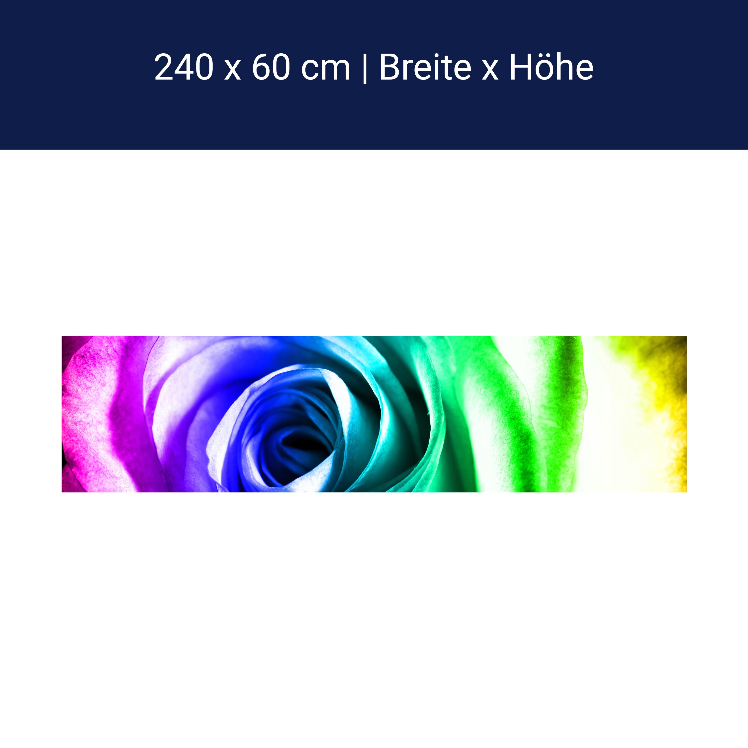 Küchenrückwand Regenbogenrose Blüte M0230 Küchenrückwand Regenbogenrose Blüte M0230