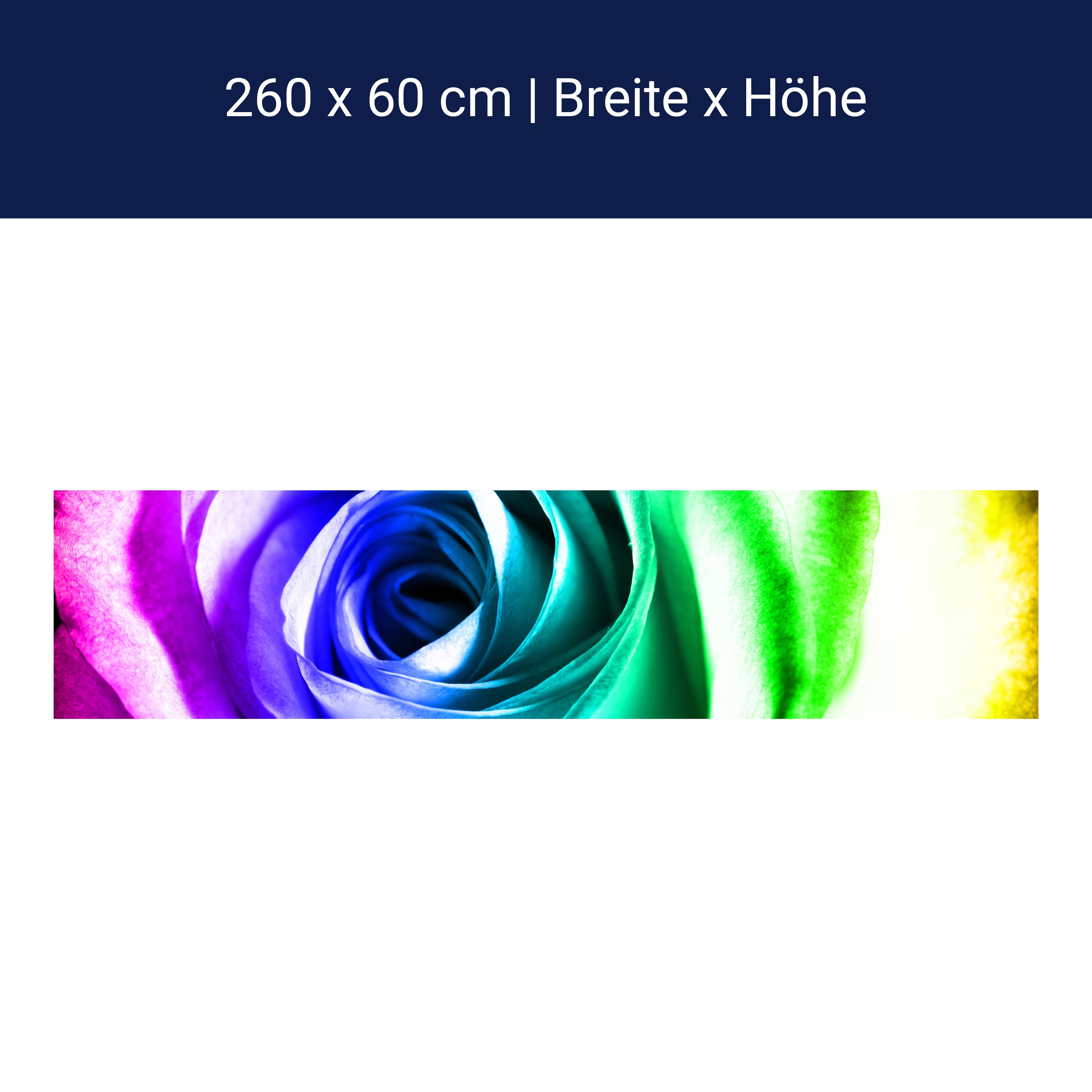 Küchenrückwand Regenbogenrose Blüte M0230 Küchenrückwand Regenbogenrose Blüte M0230