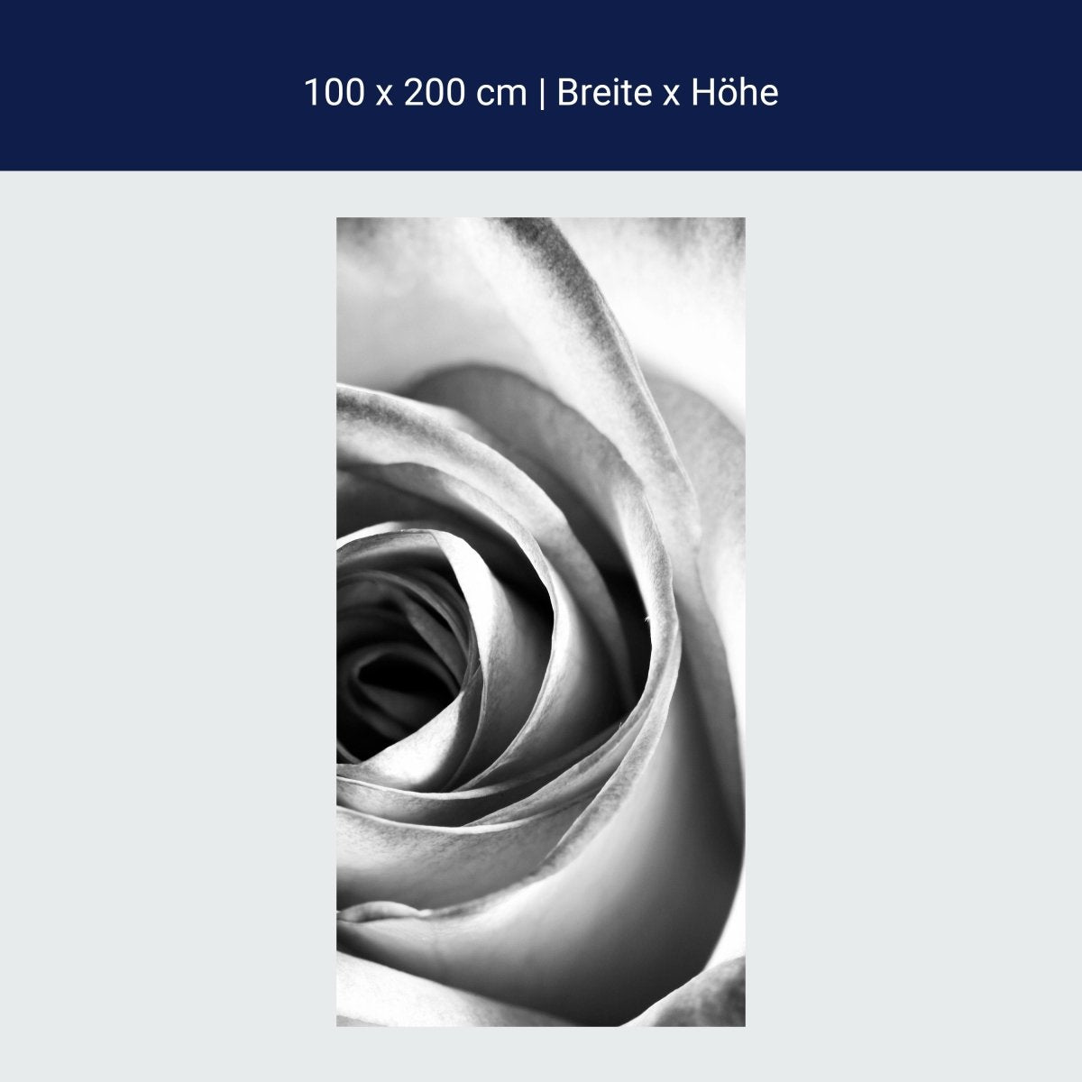 Duschwand weiße Rose Blüte M0233 Duschwand weiße Rose Blüte M0233