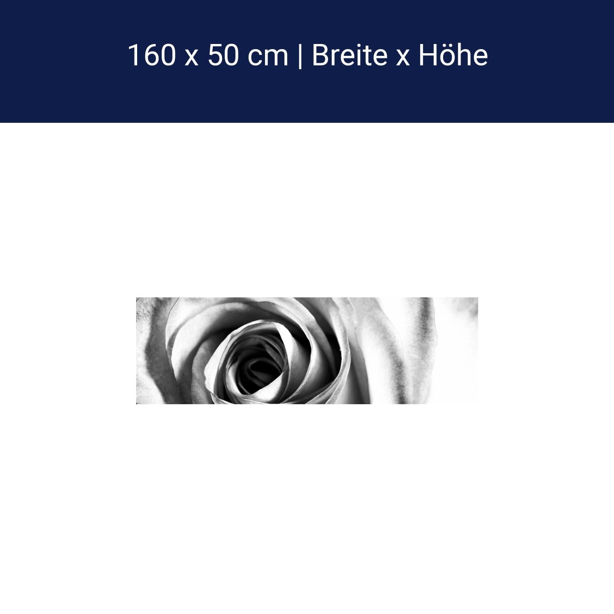 Küchenrückwand weiße Rose Blüte M0233 Küchenrückwand weiße Rose Blüte M0233